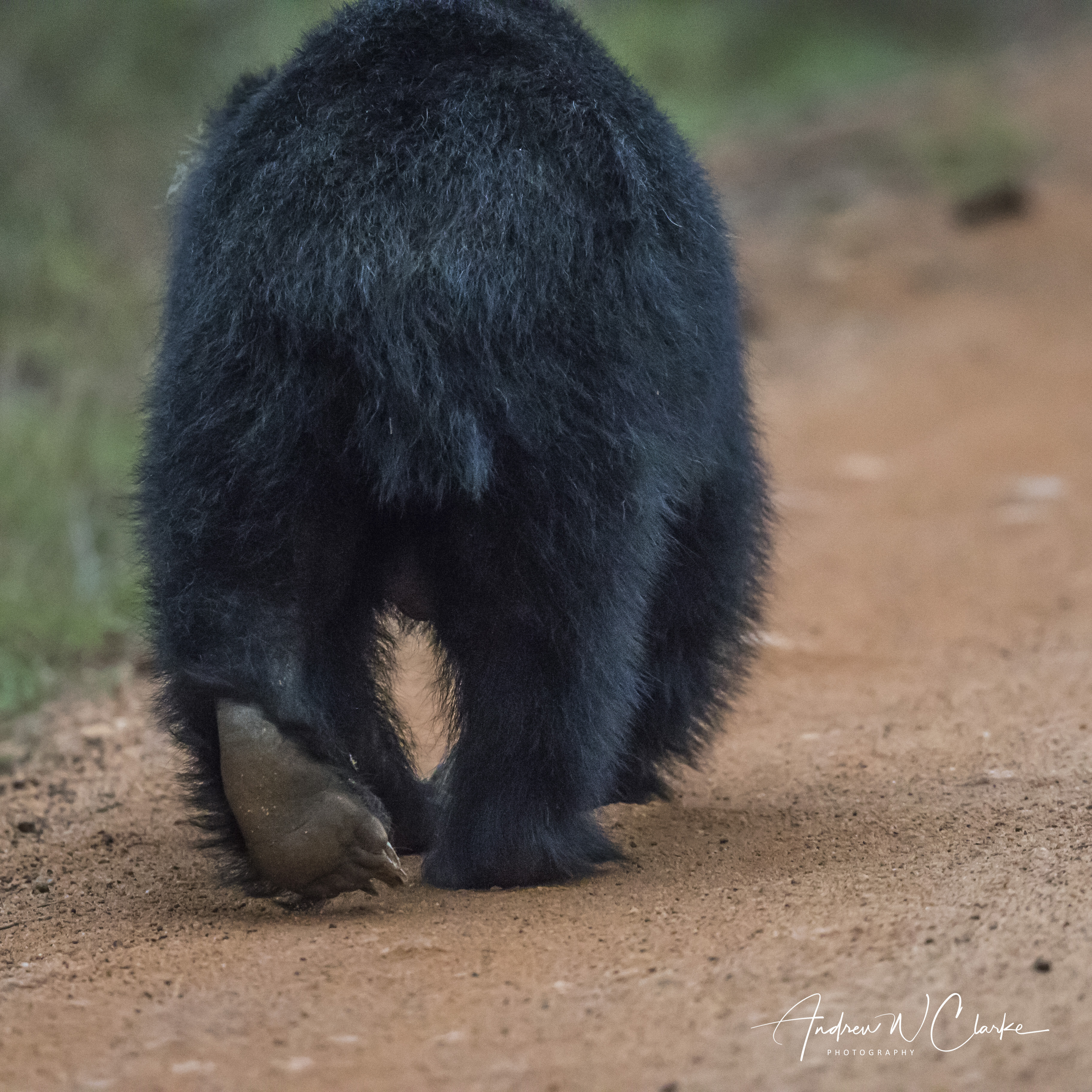 Sloath Bear