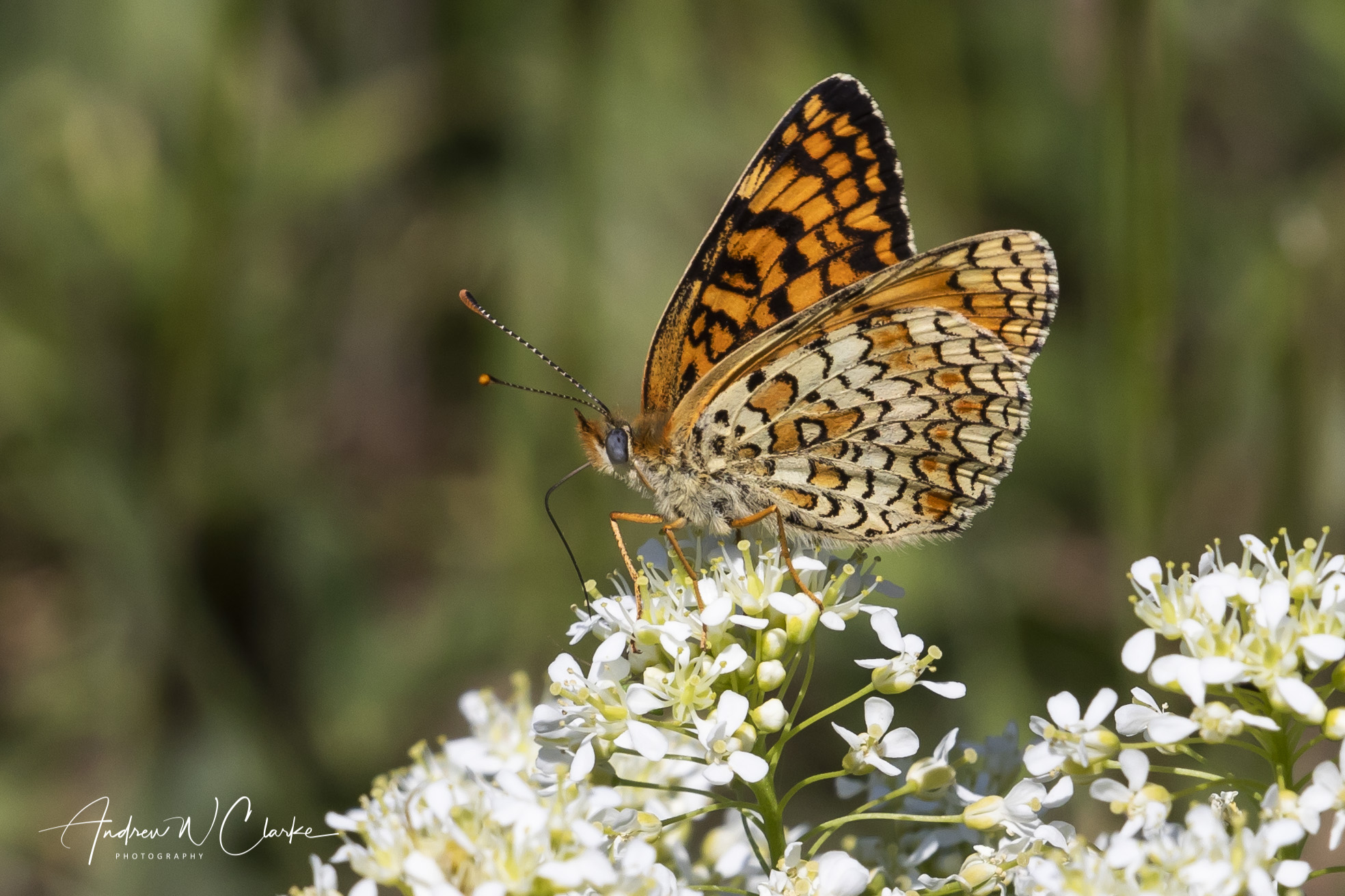 Eastern Knapweed Fritillary