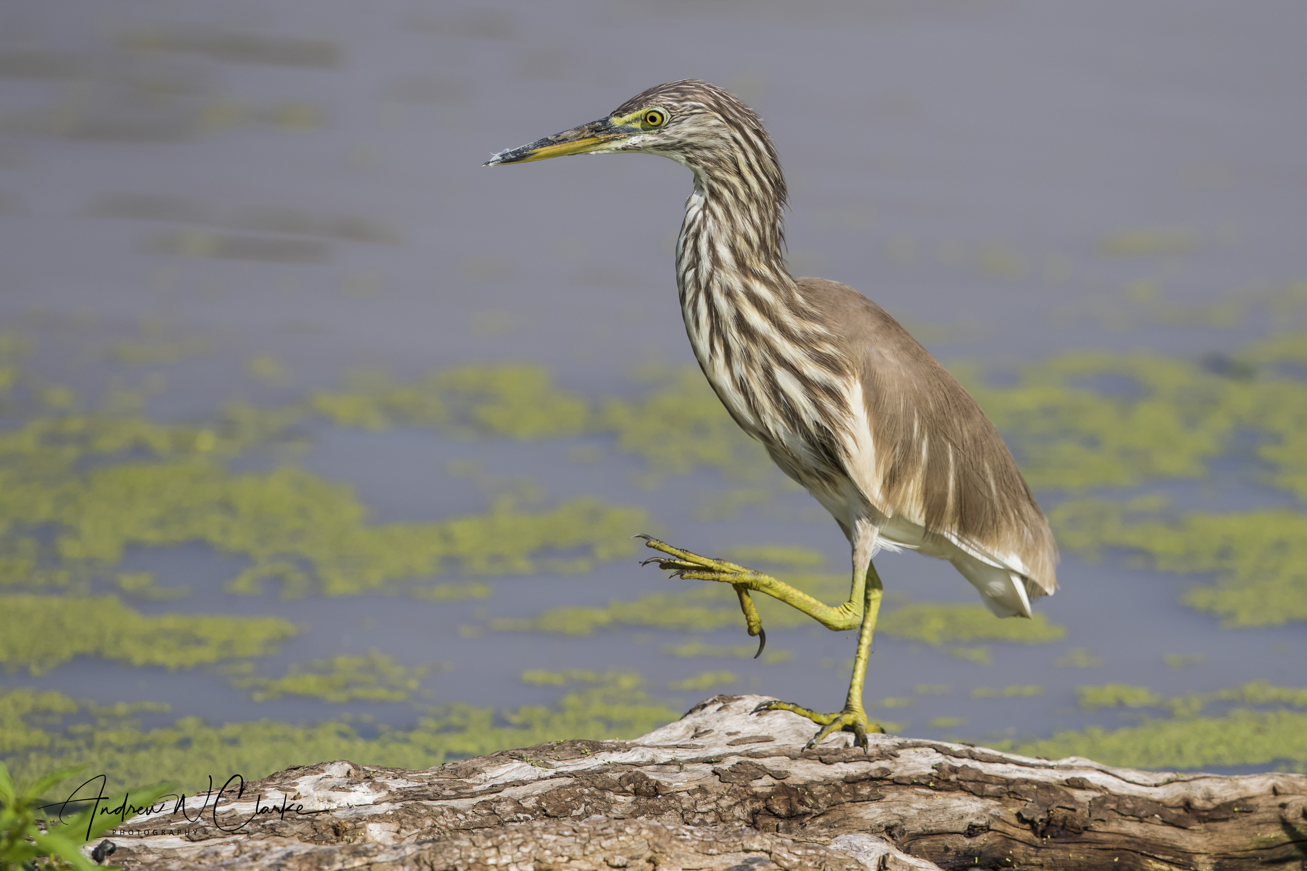 Indian Pond-Heron
