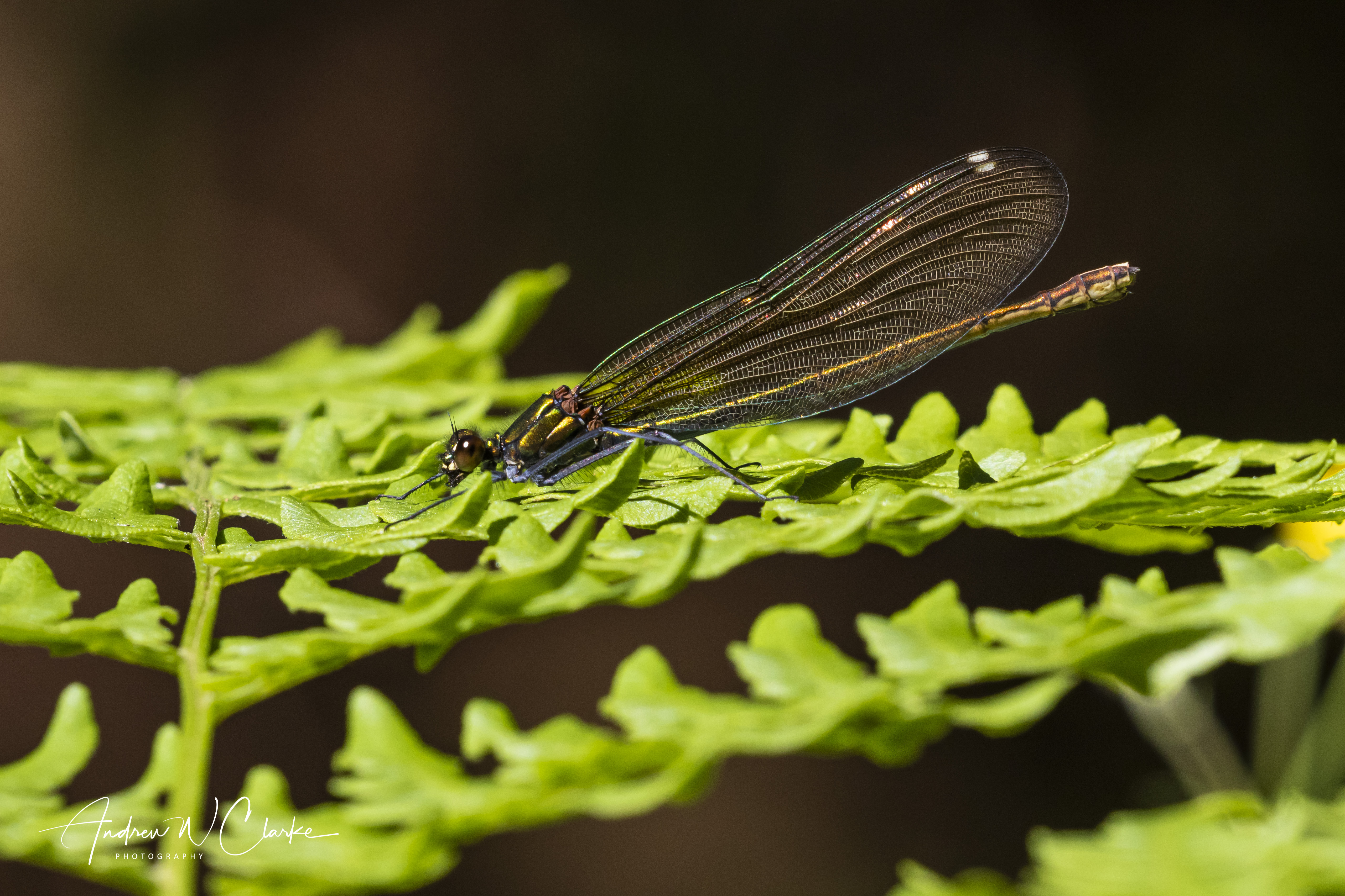 Beautiful Demoiselle