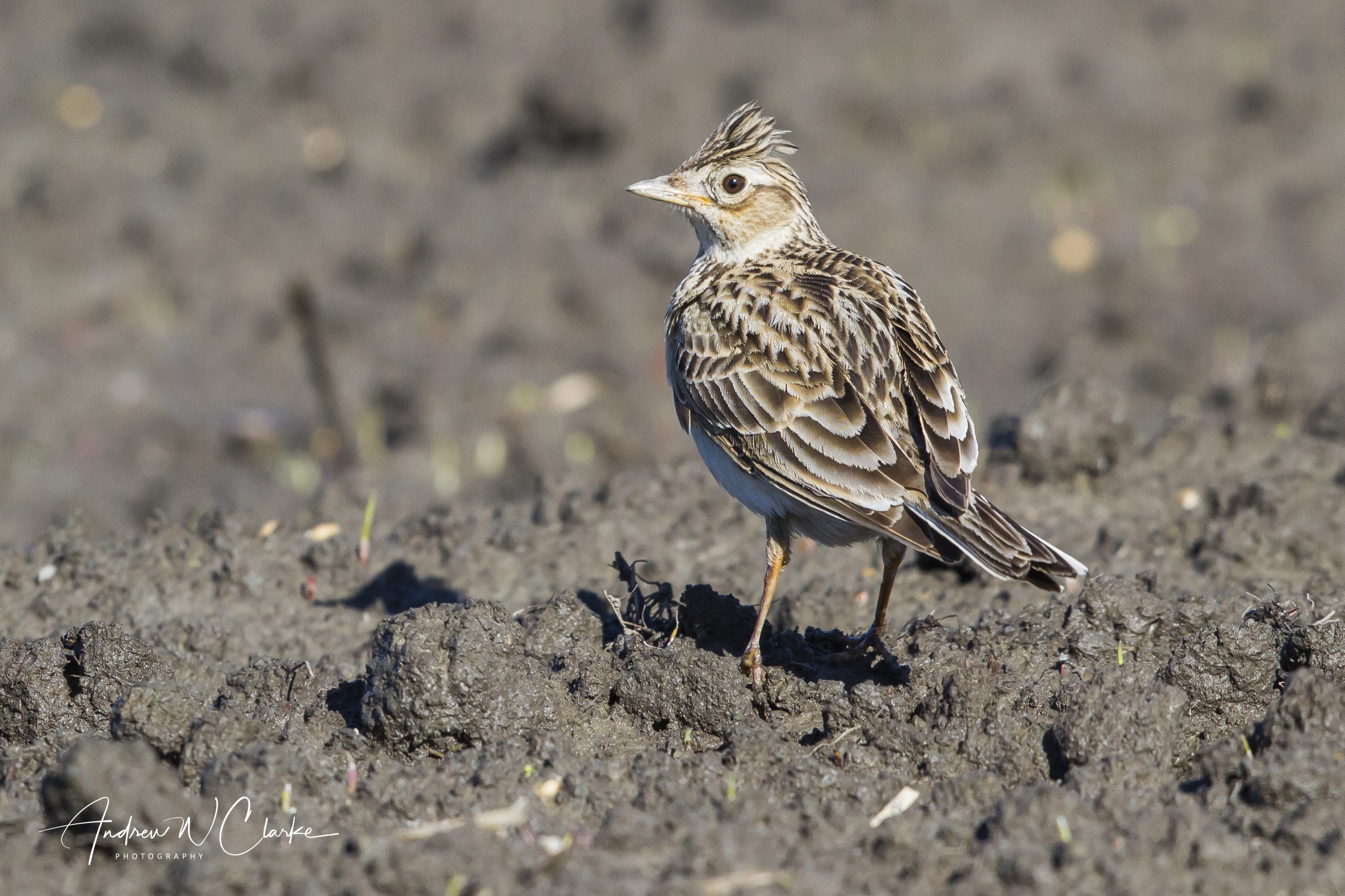 Eurasian Skylark / Sanglerke