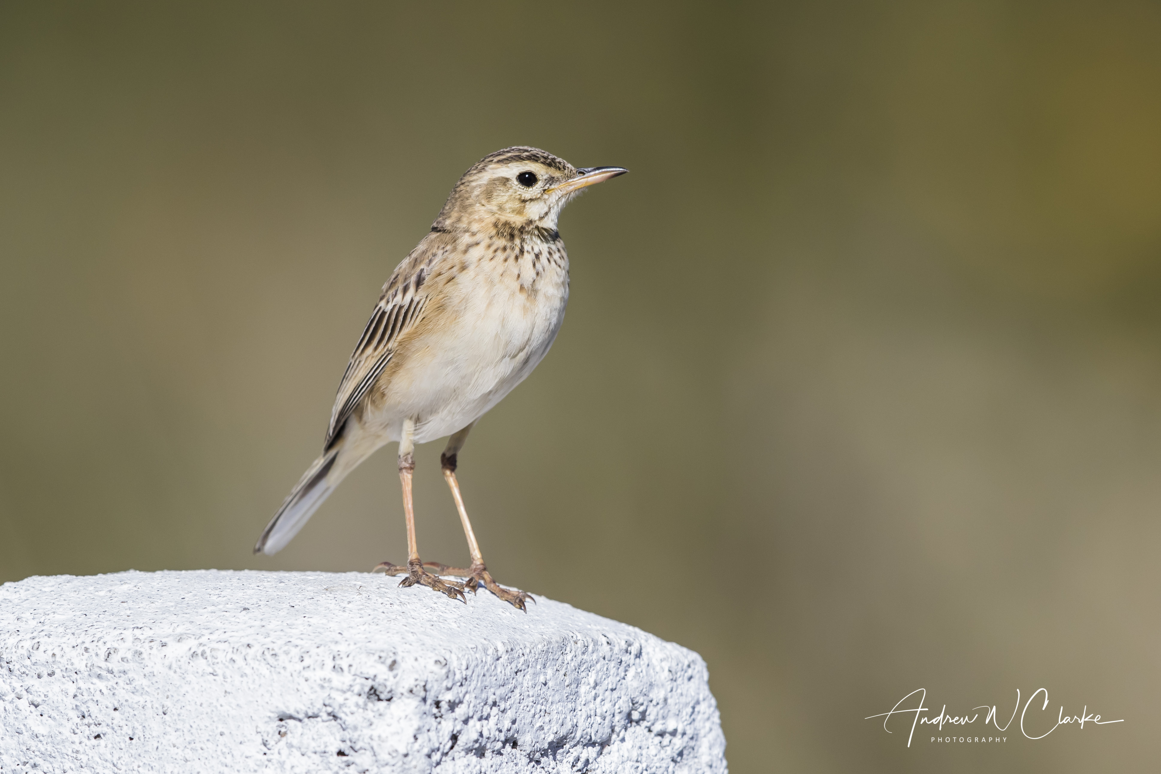 Paddyfield Pipit