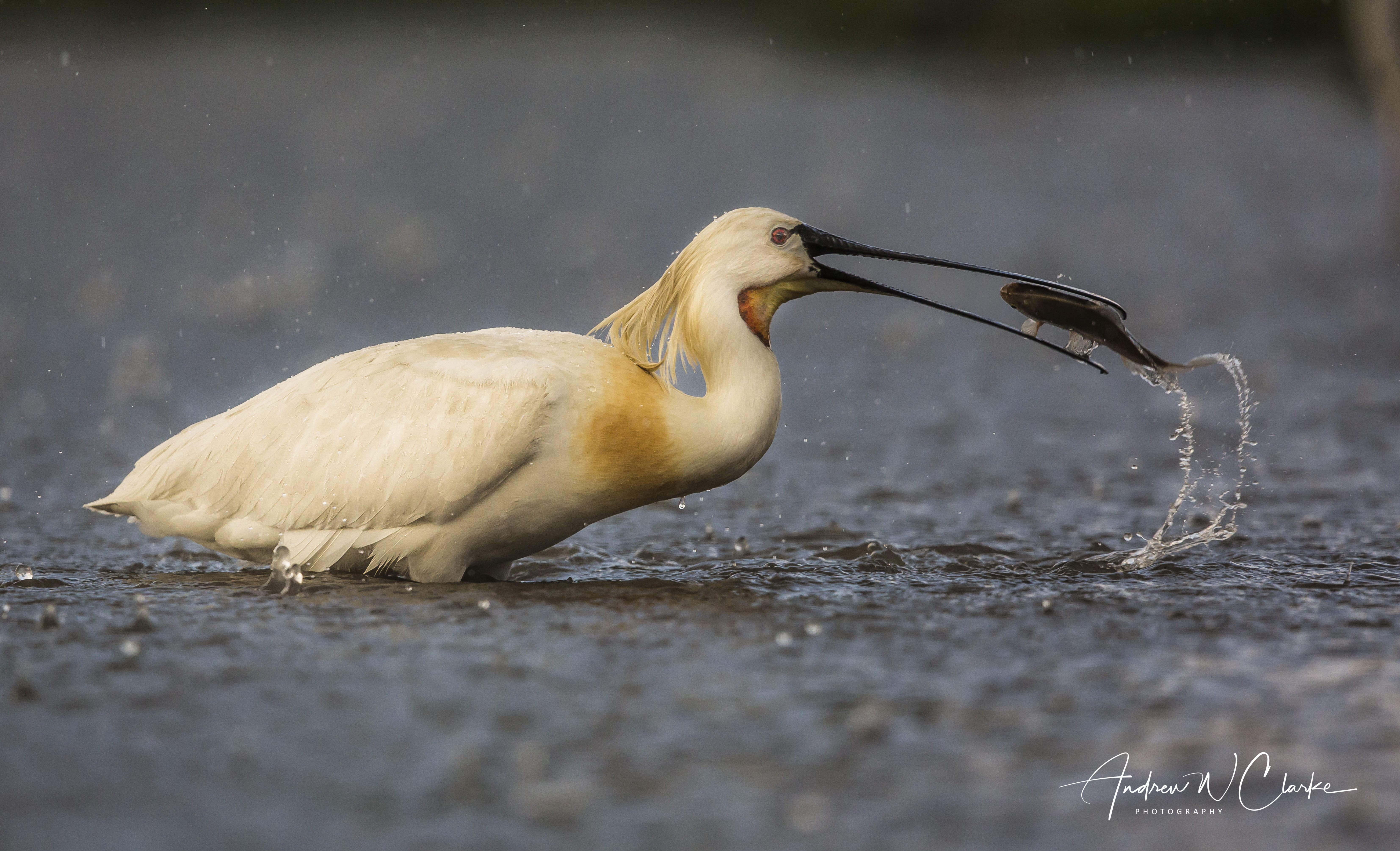 Eurasian Spoonbill