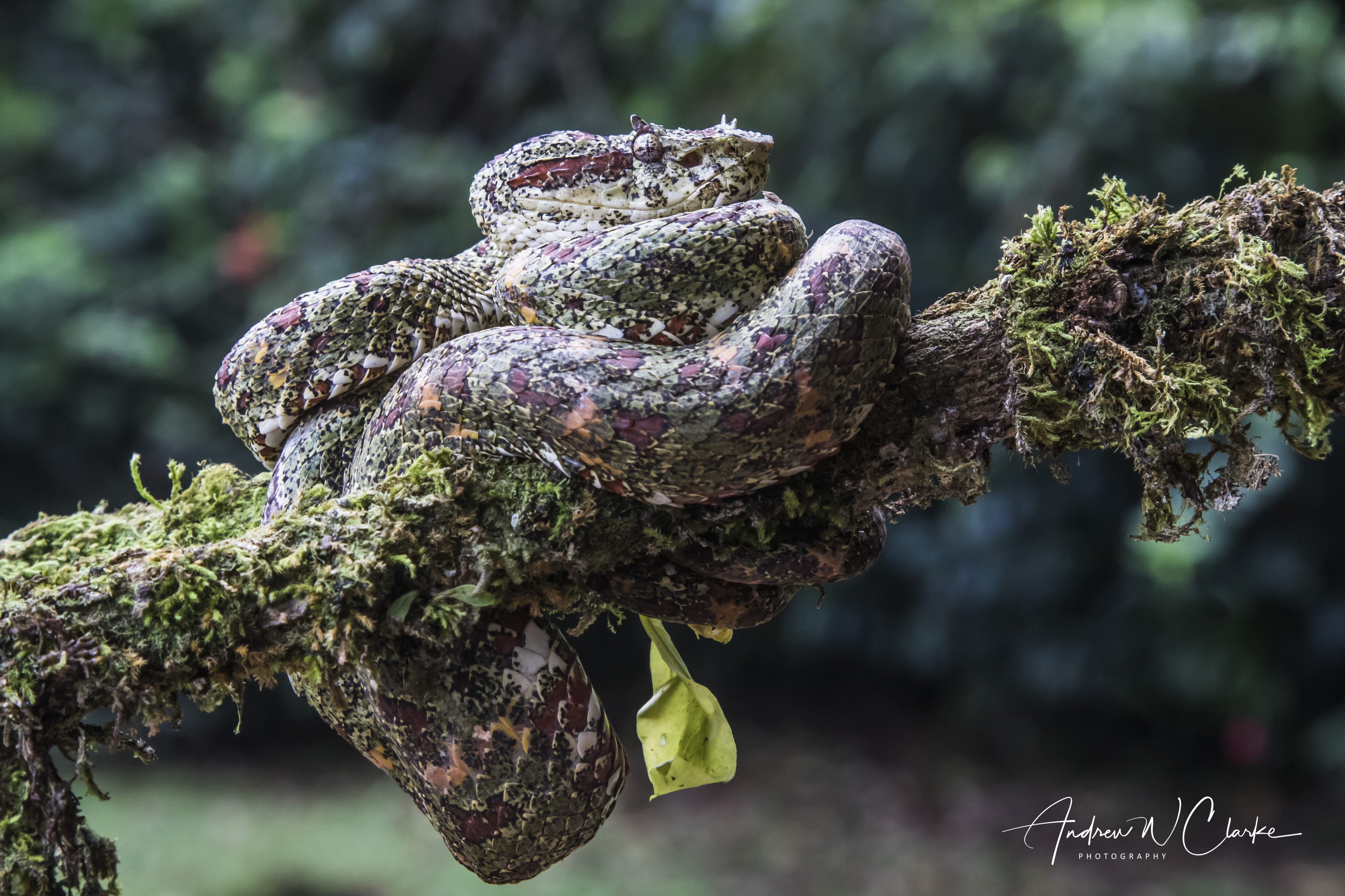 Eyelash Palm Pit Viper