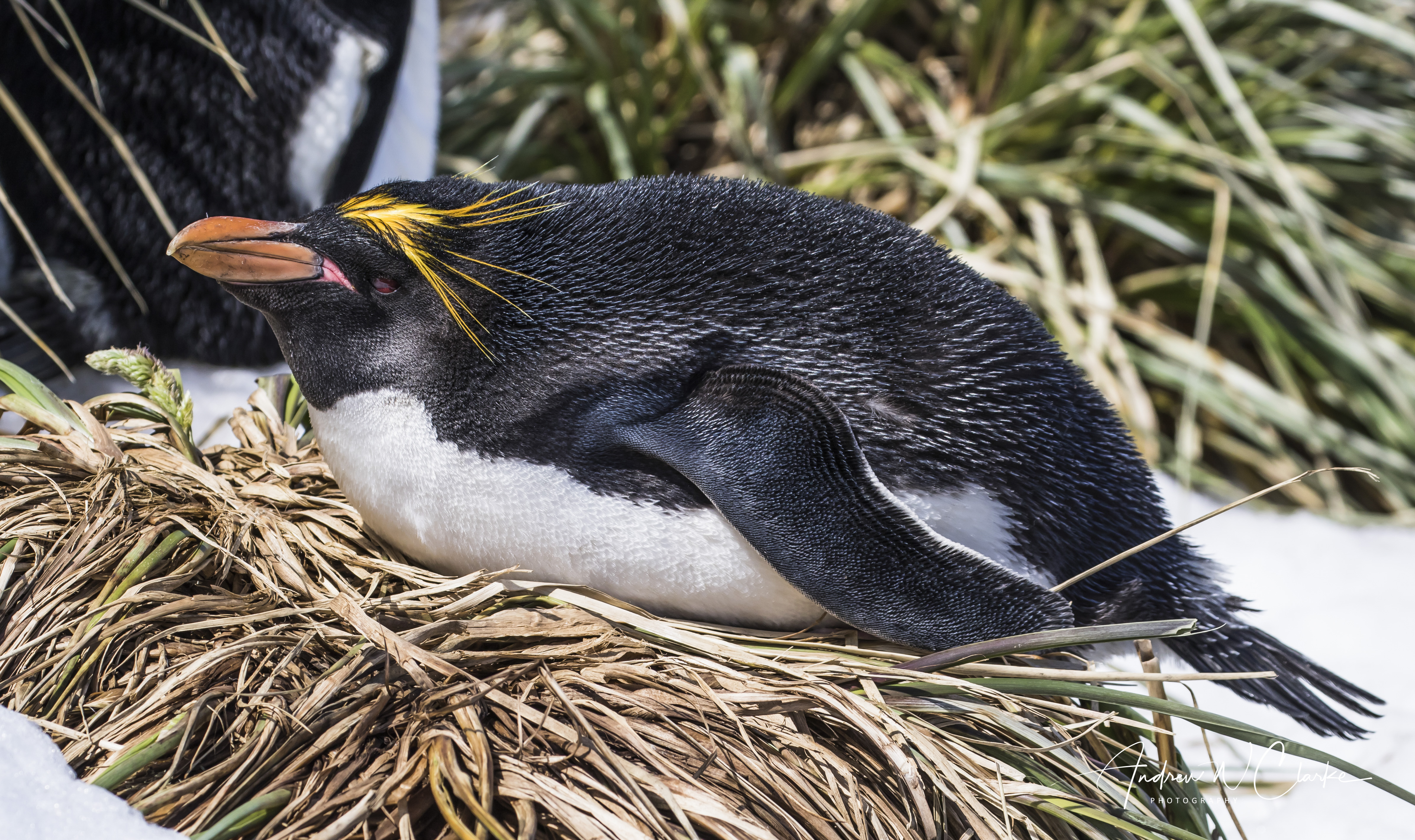 Macaroni Penguin