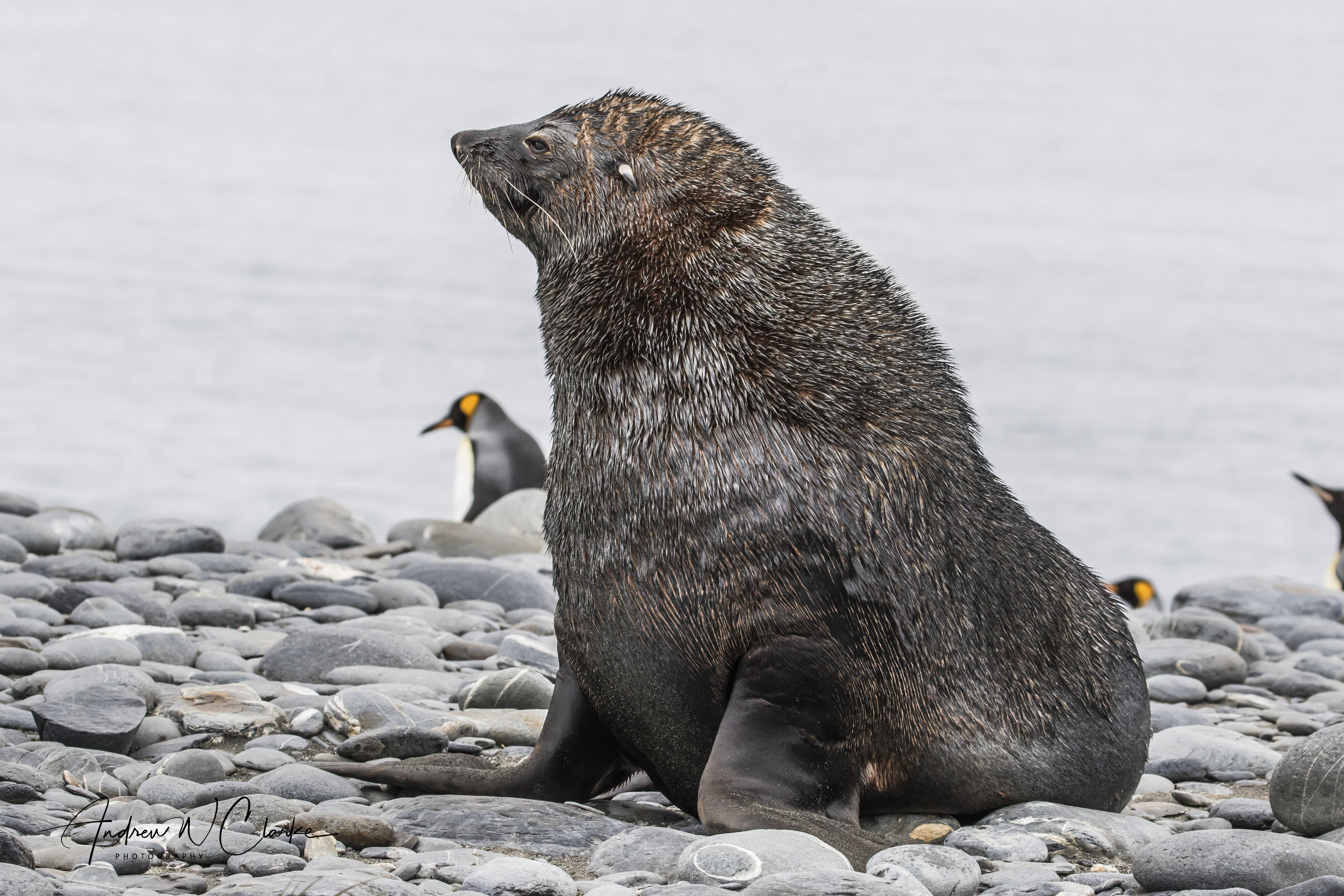 Antarctic Fur Seal