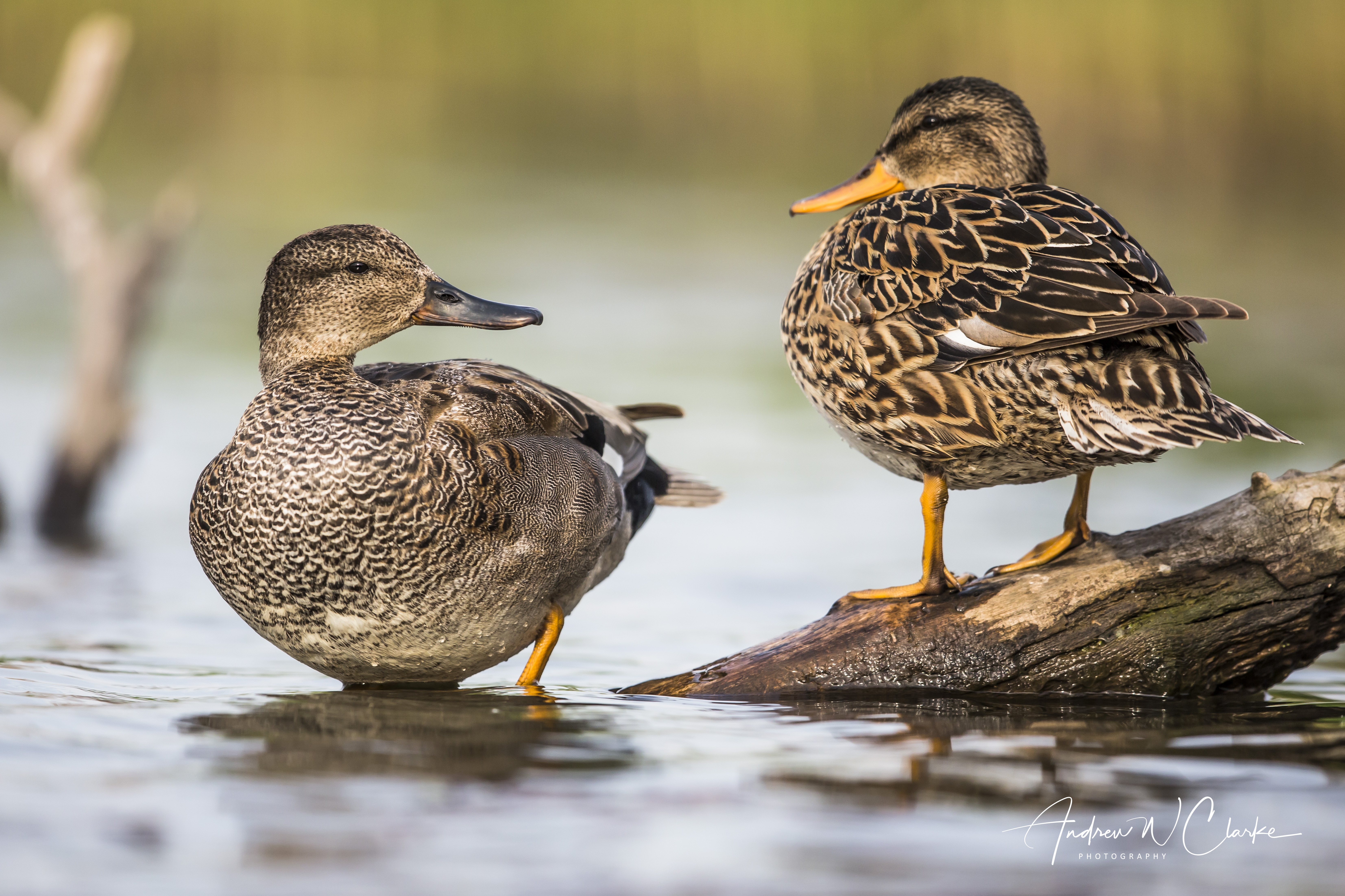 Gadwall
