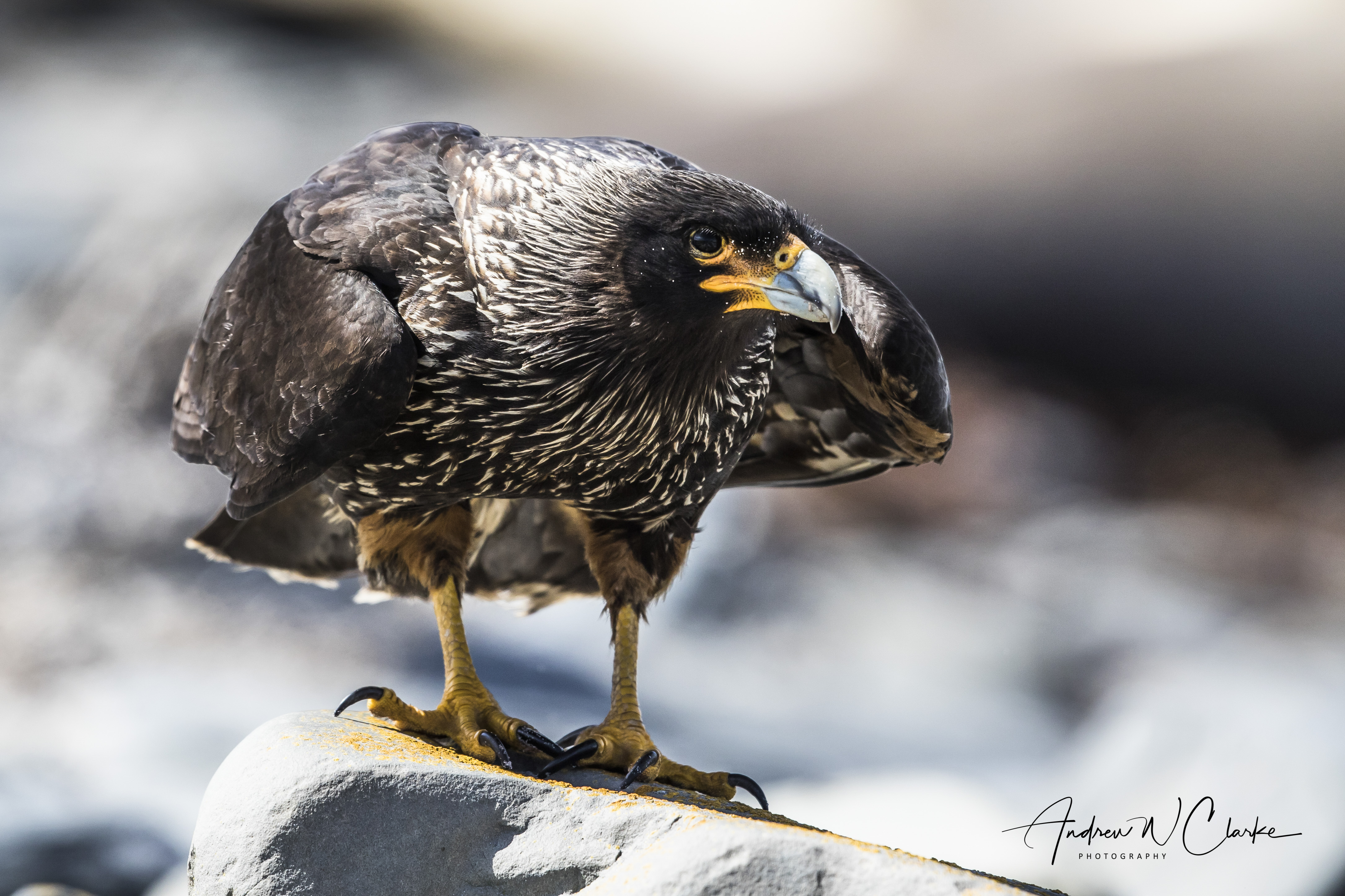 Striated Caracara