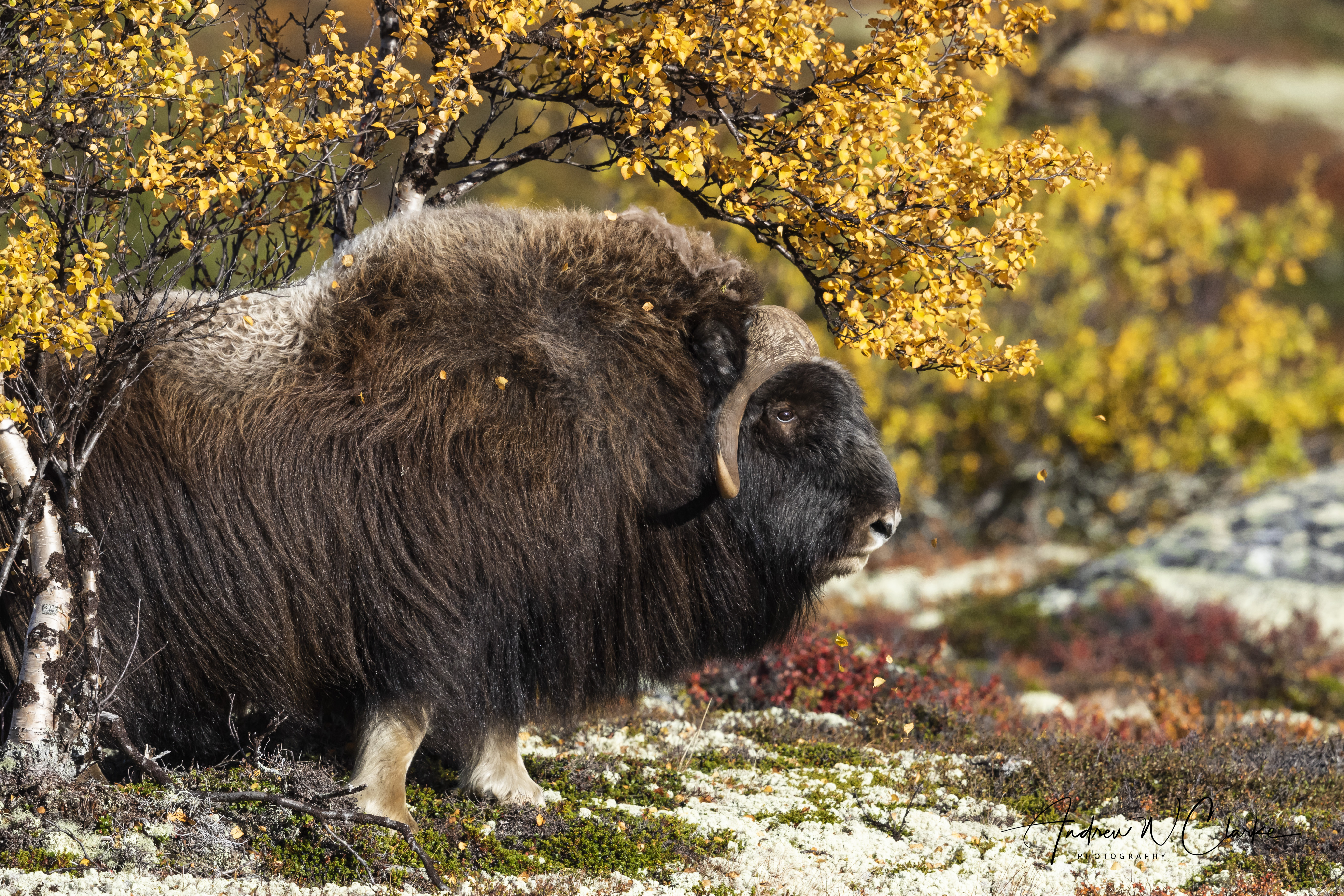 Muskox