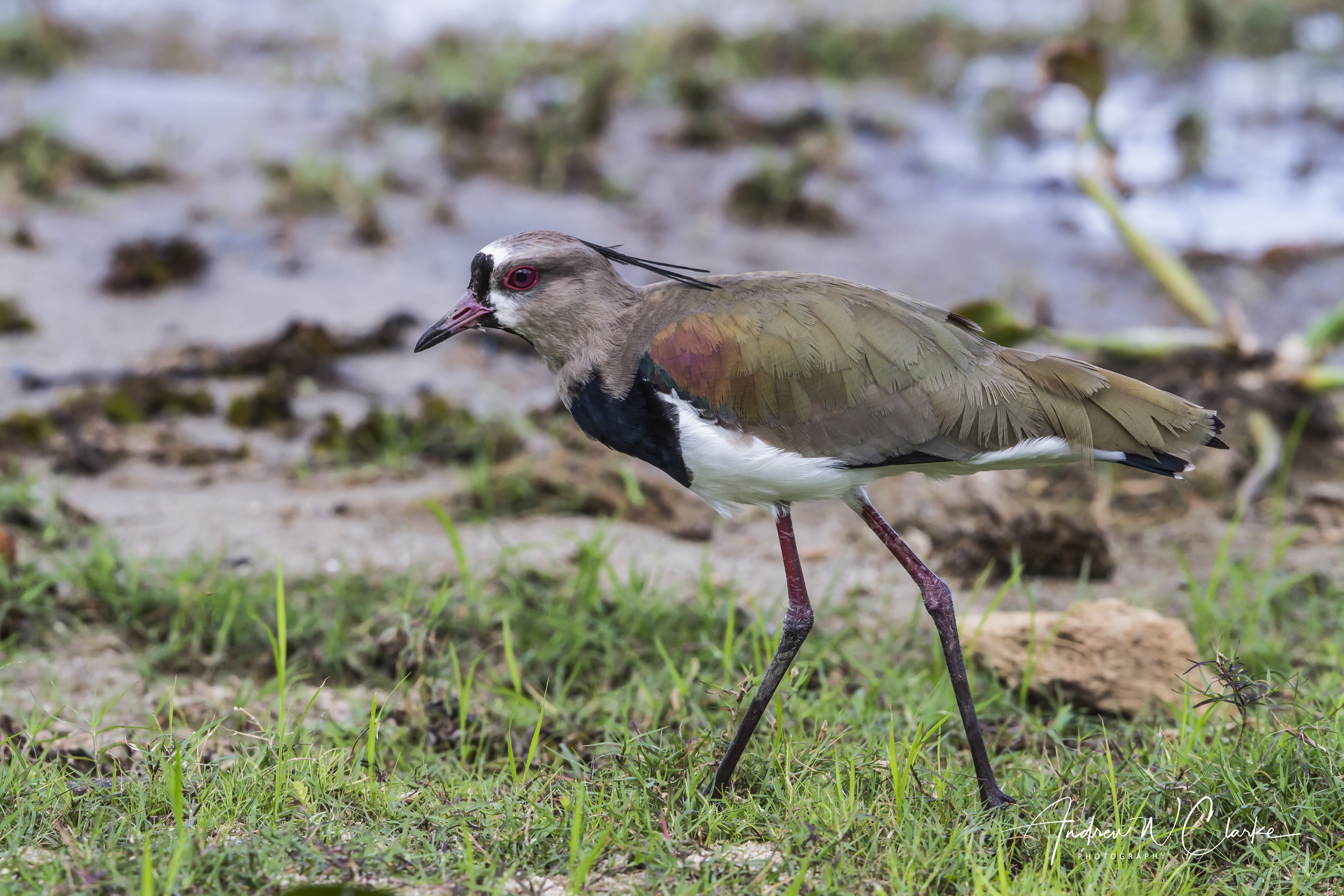 Southern Lapwing
