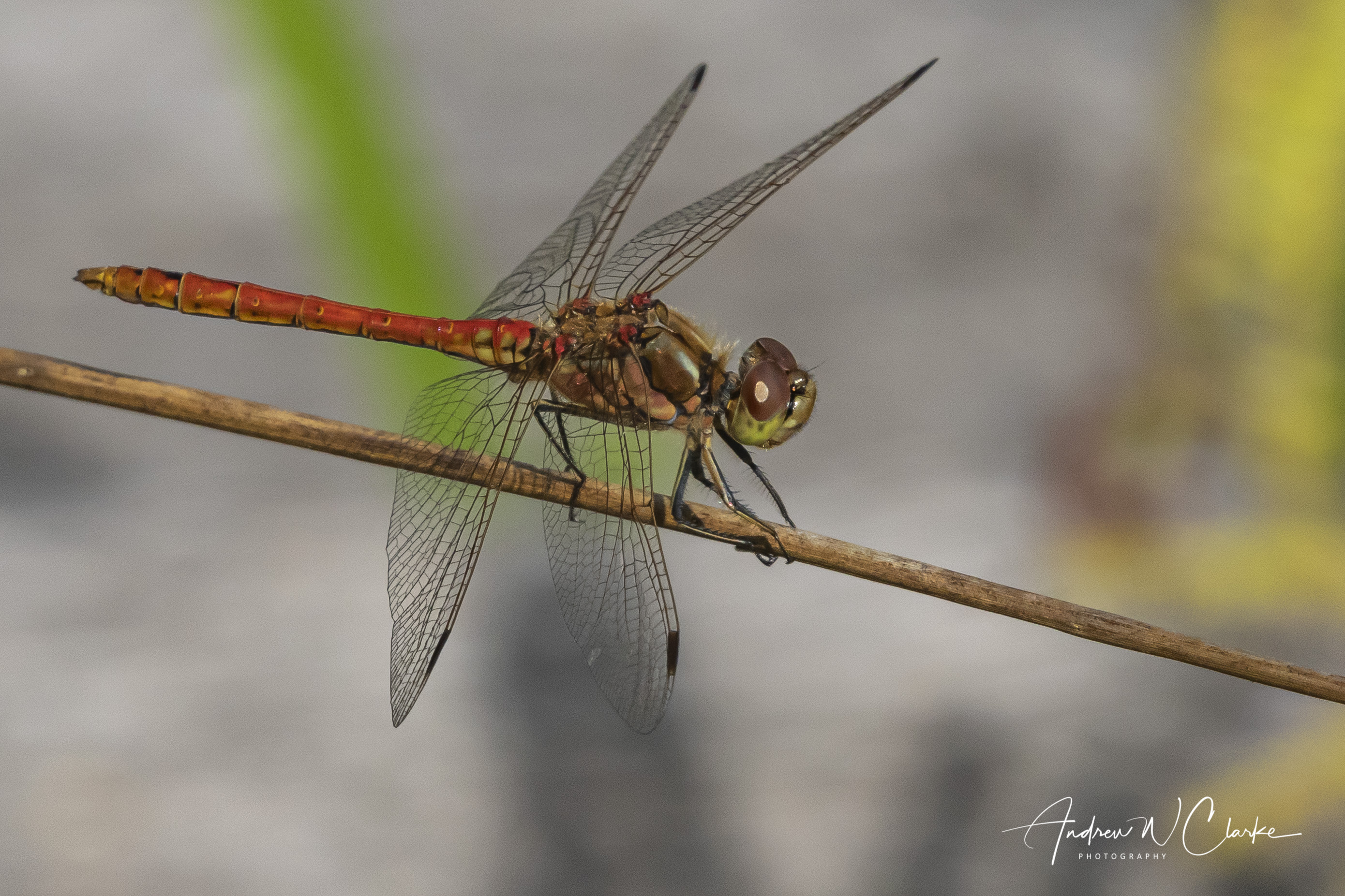 Moustached Darter