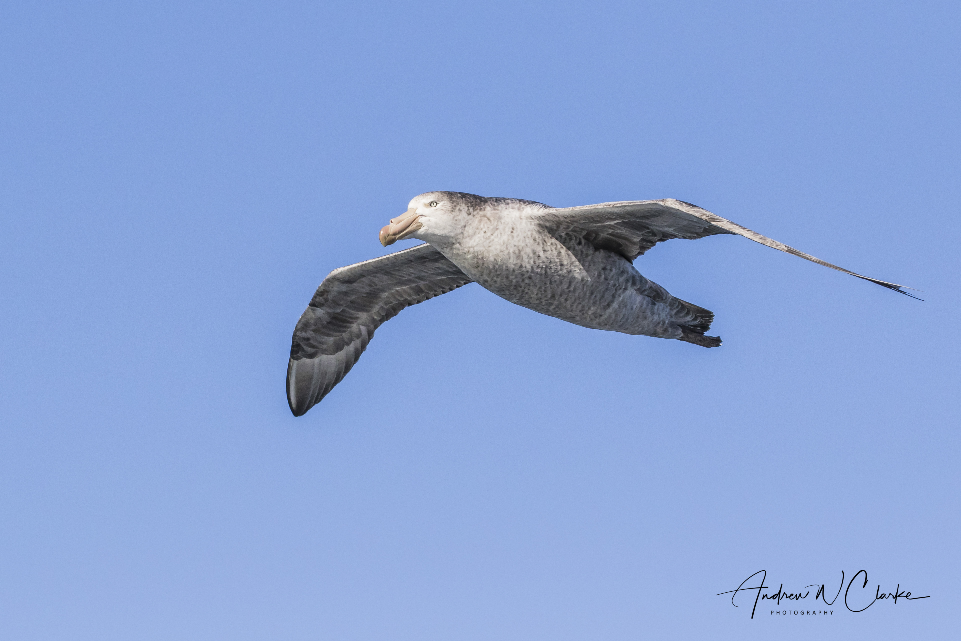 Northern Giant Petrel