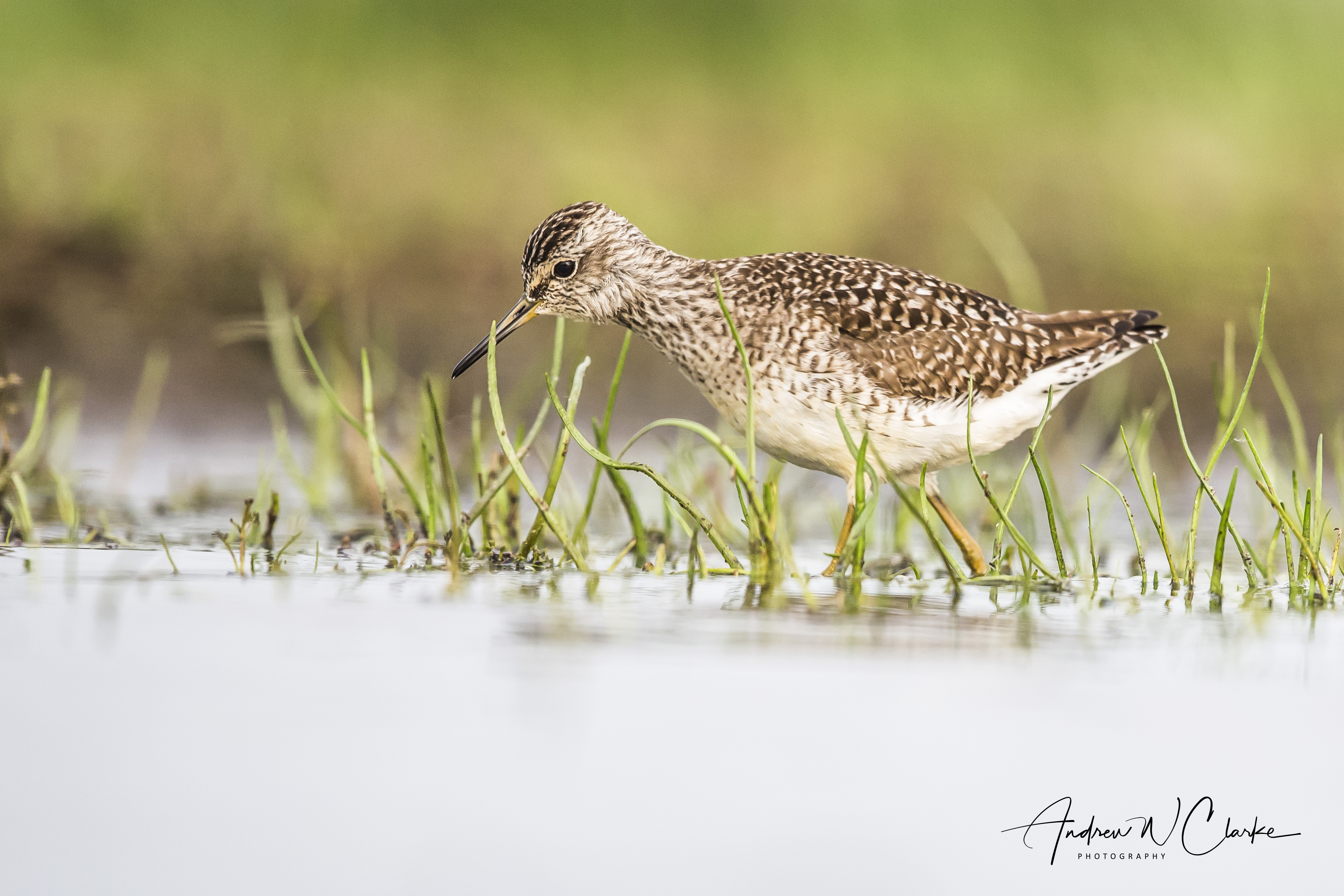 Wood Sandpiper