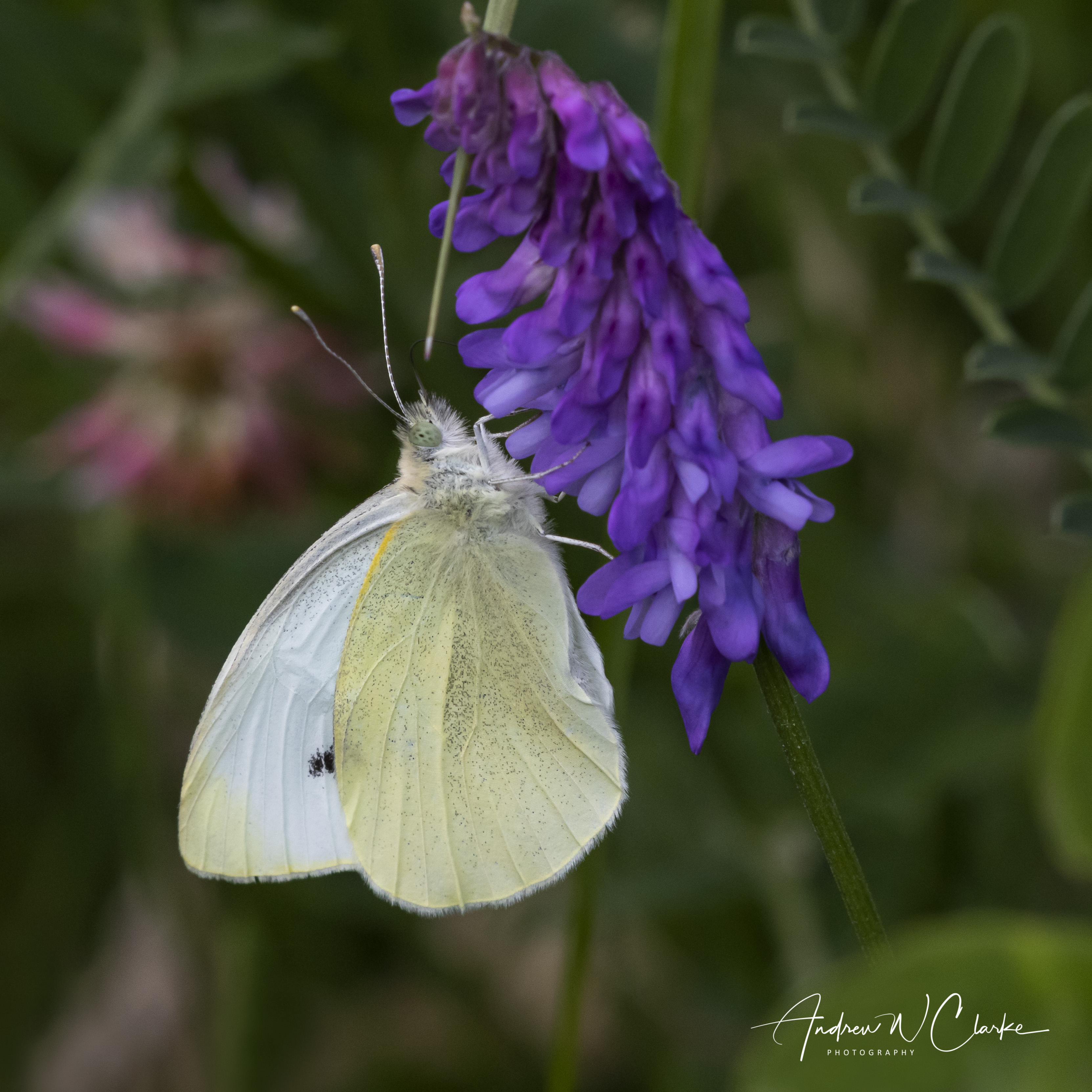 Small White
