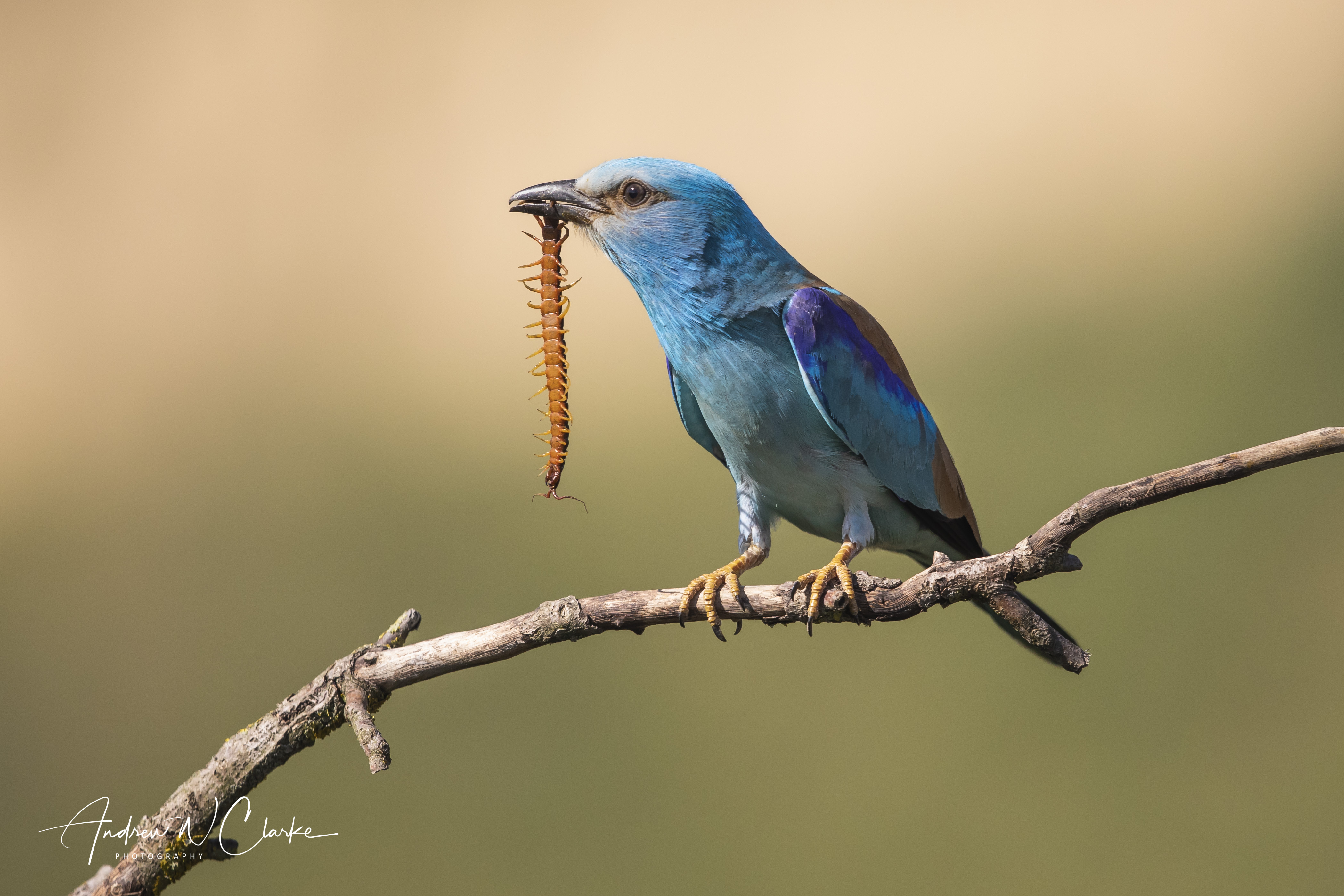 European Roller