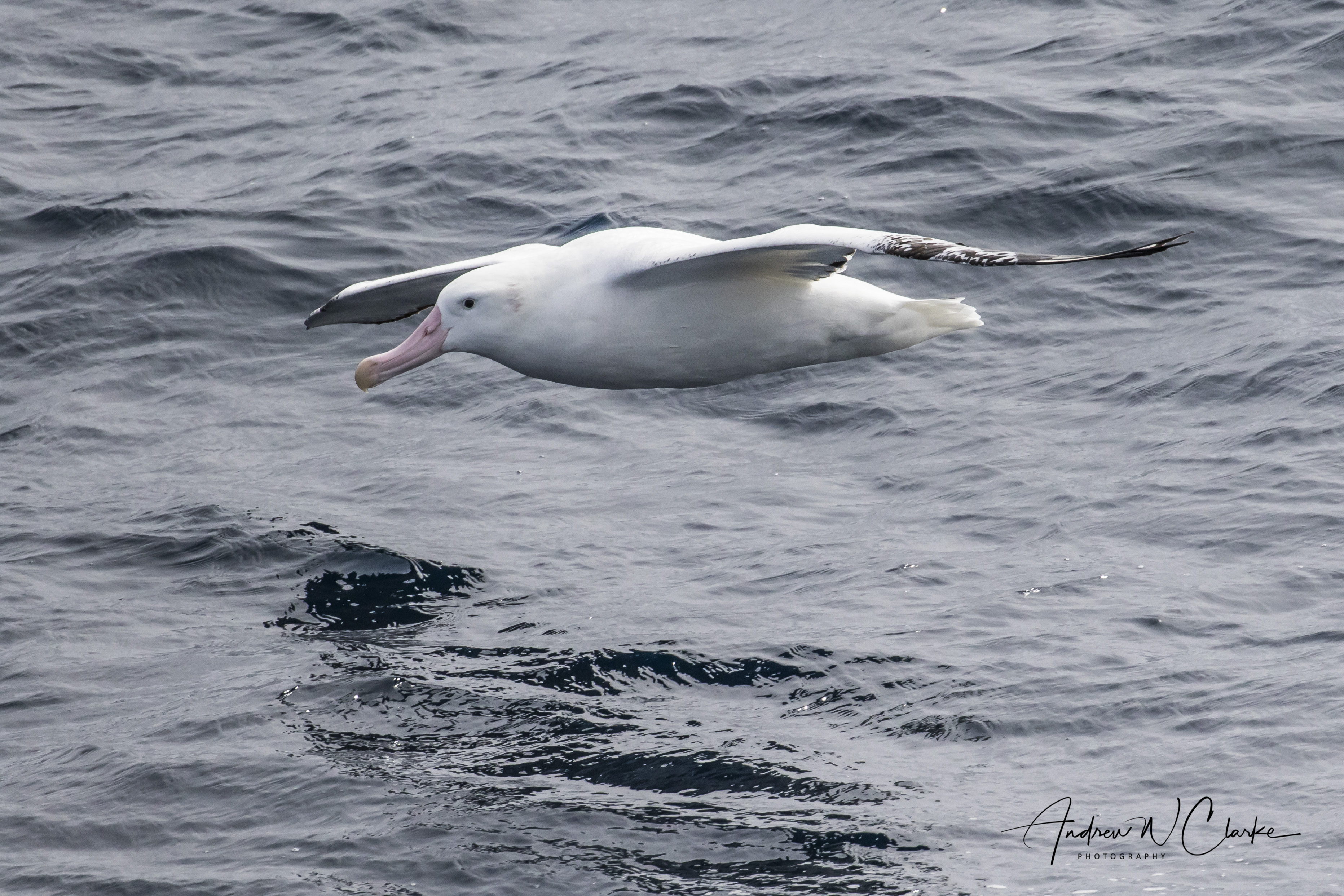 (Snowy) Wandering Albatross
