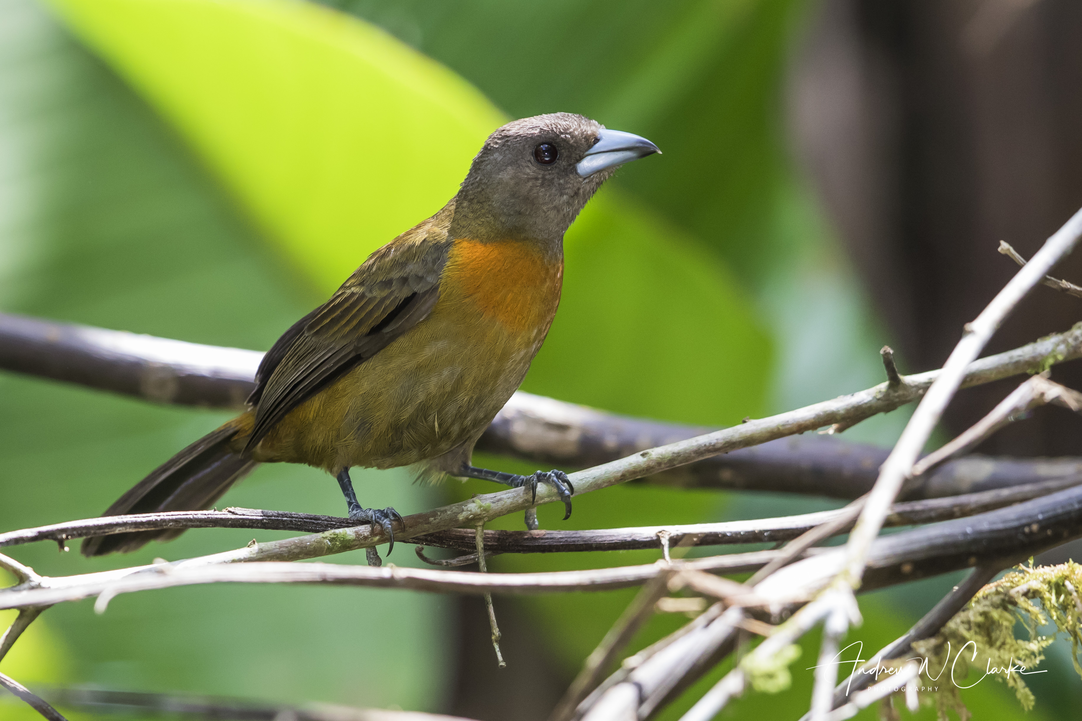 Scarlet-rumped (Cherrie's) Tanager
