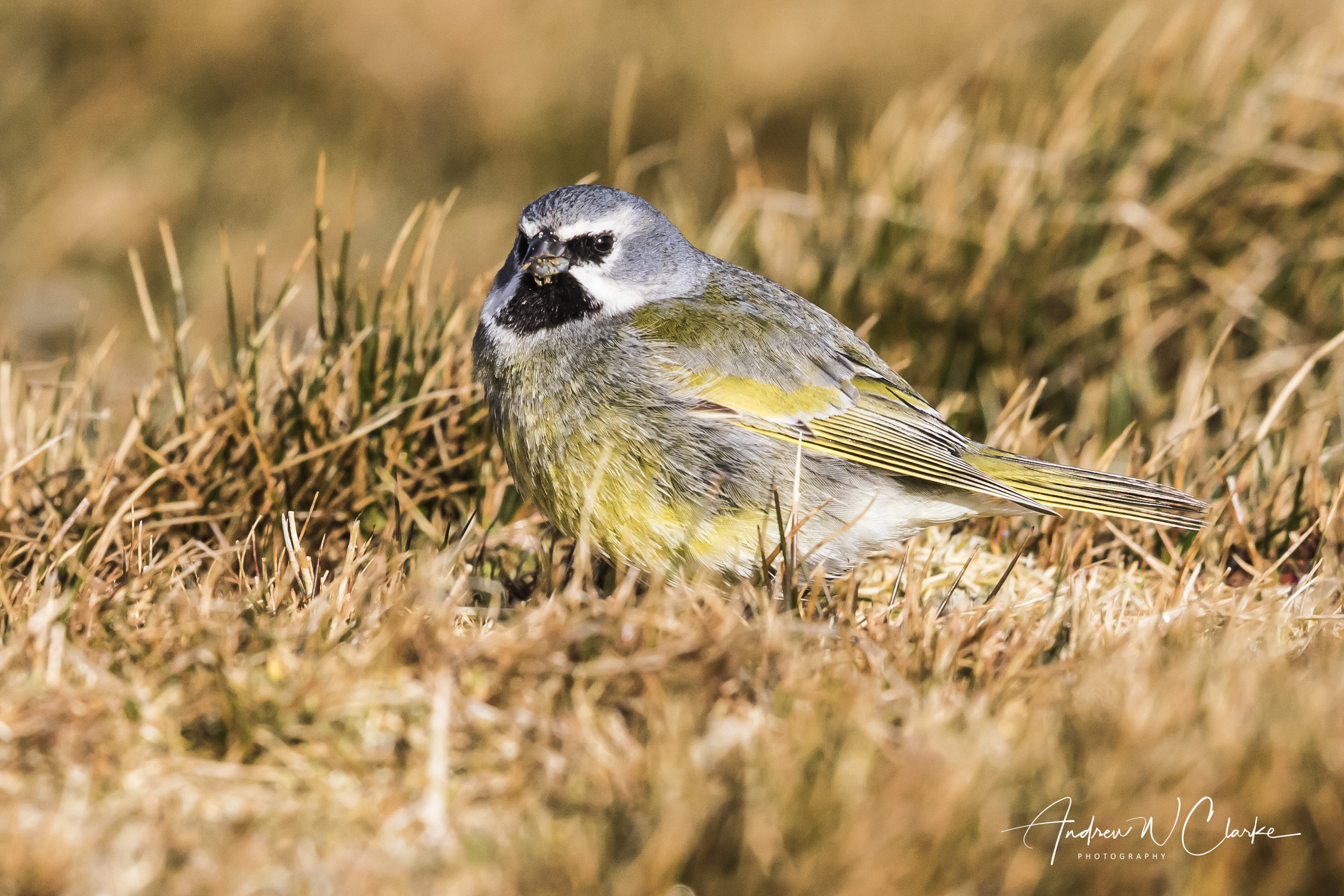 White-bridled Finch