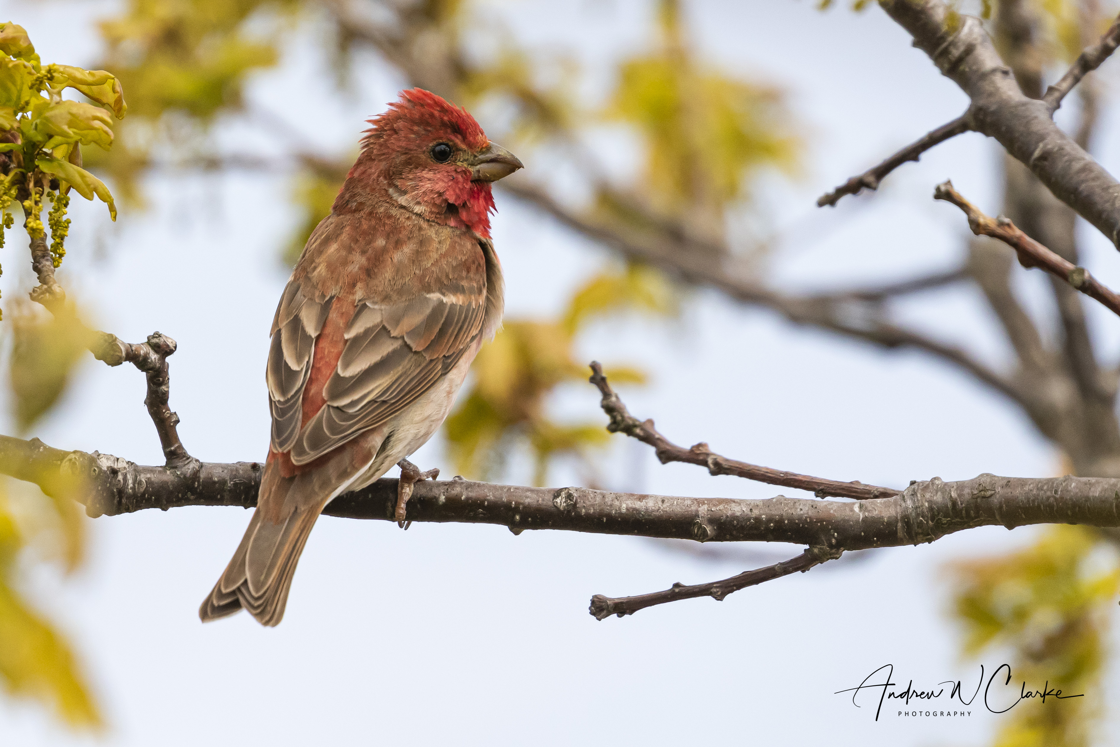 Common Rosefinch / Rosenfink