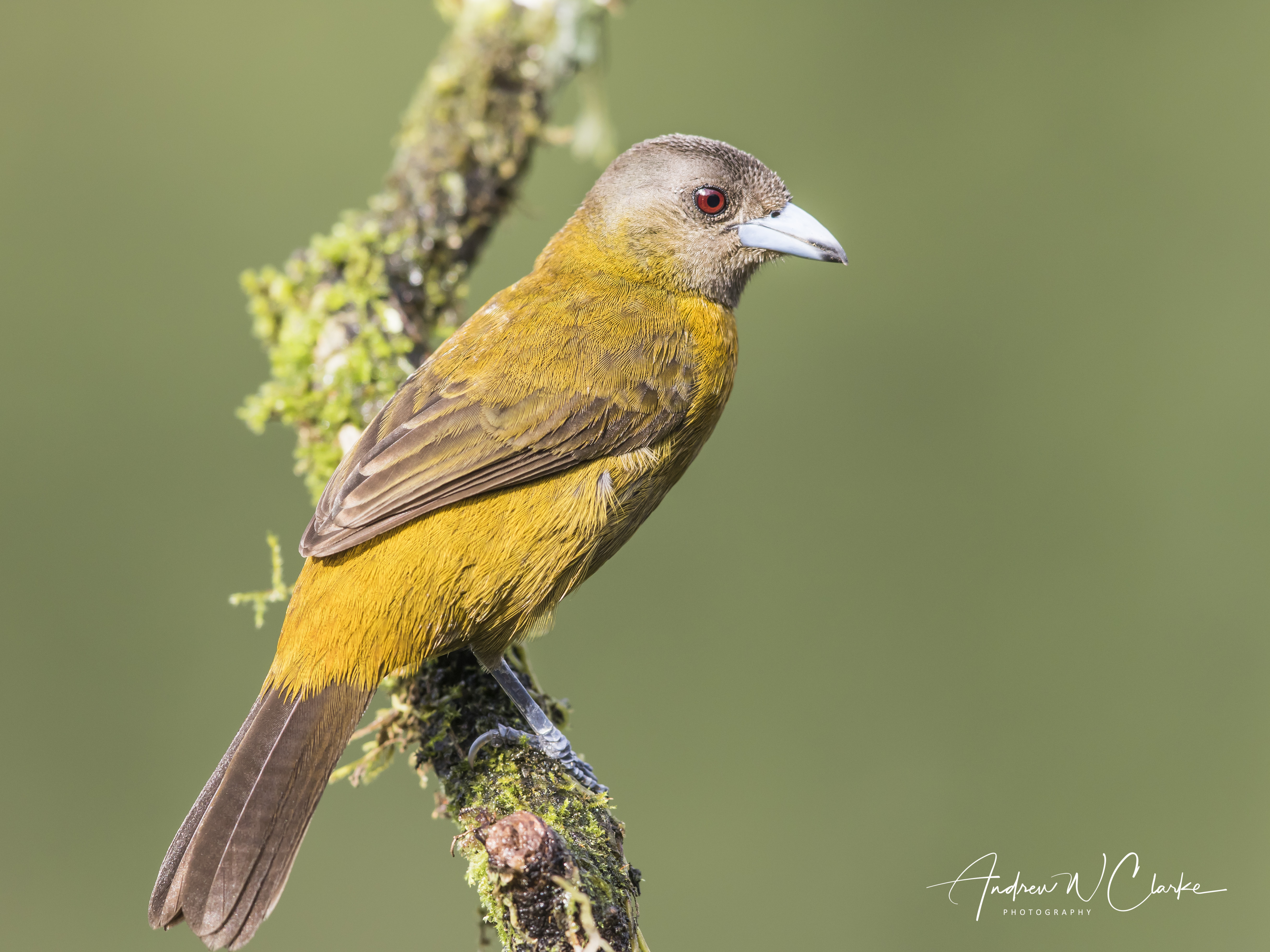 Scarlet-rumped (Passerini's) Tanager