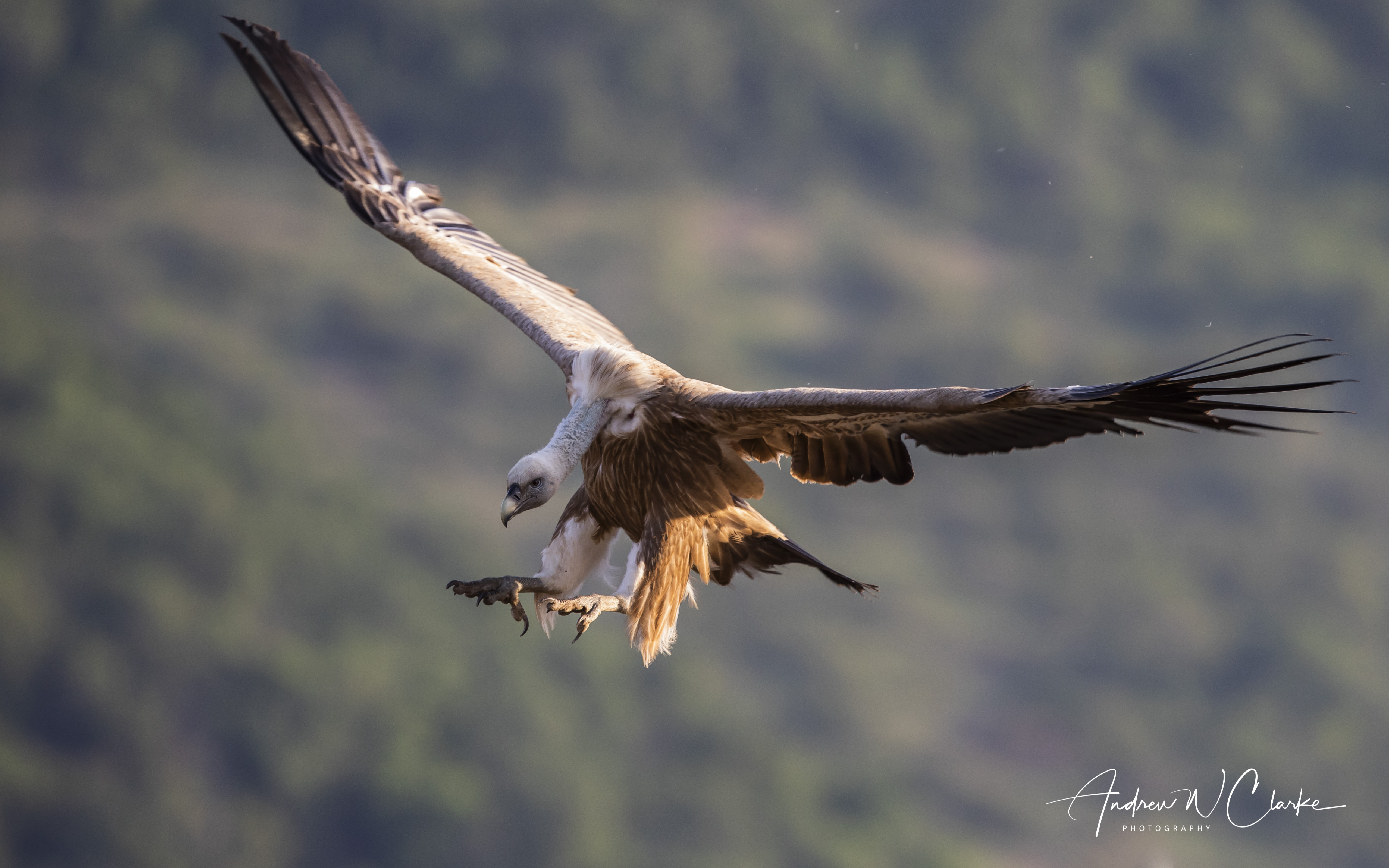 Eurasian Griffon