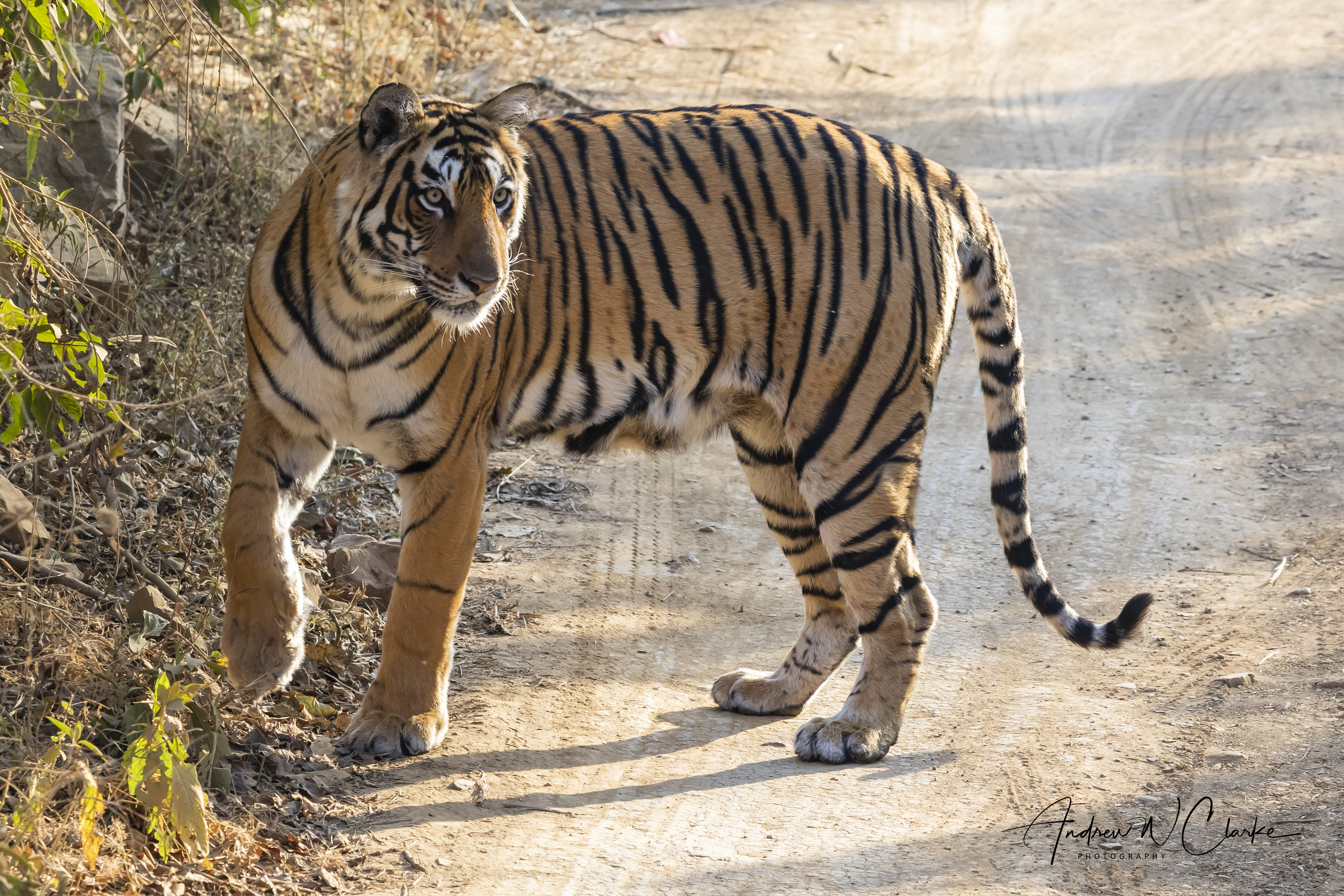 Tiger