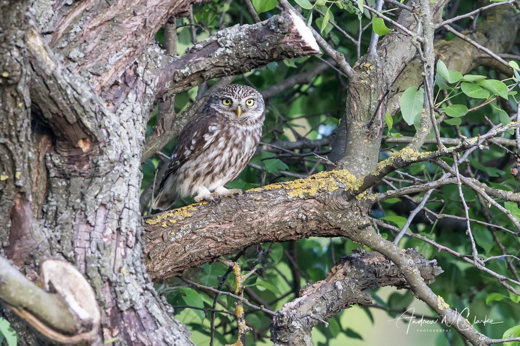 Little Owl