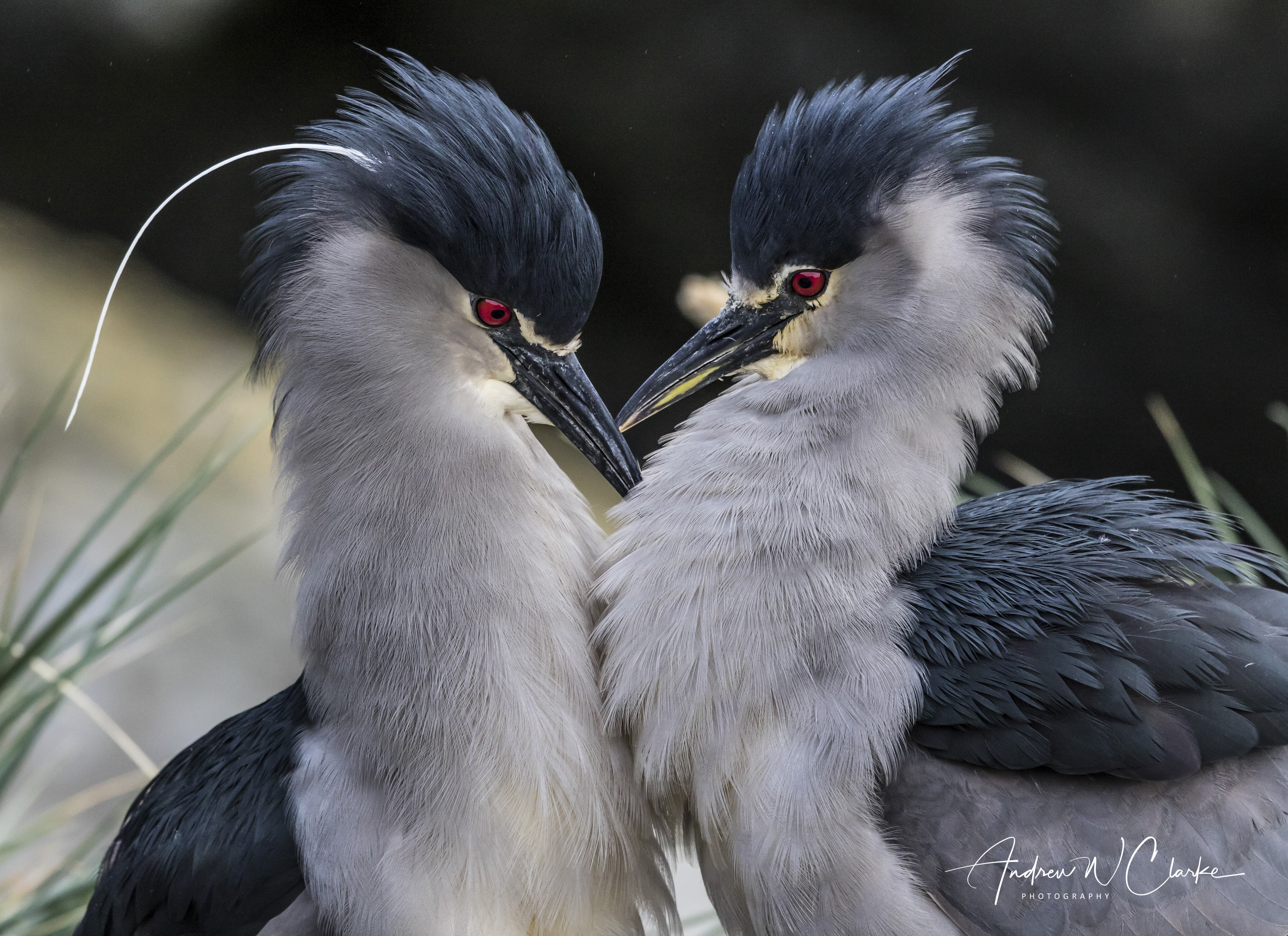 Night Heron