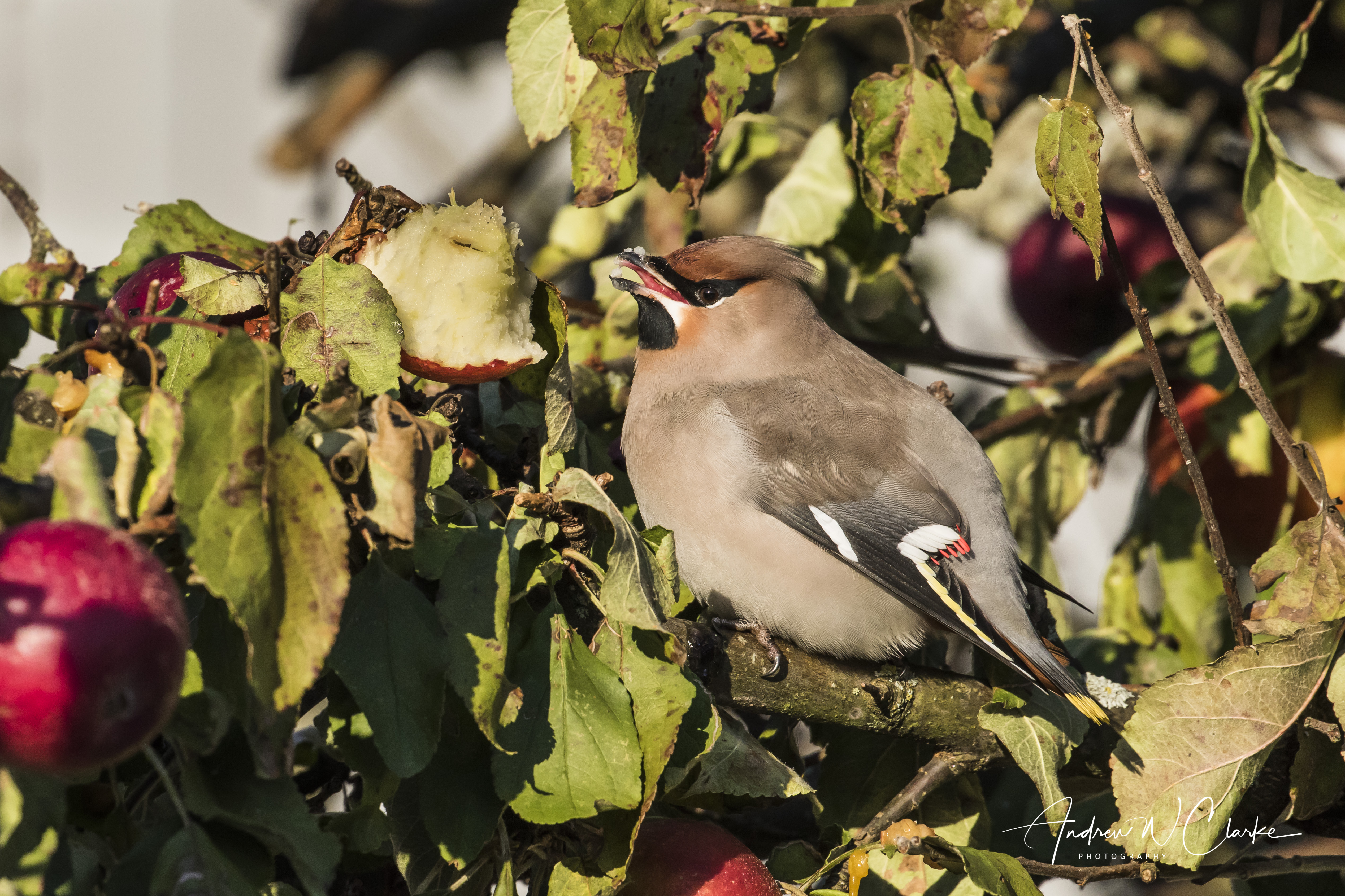 Bohemian Waxwing / Sidensvans