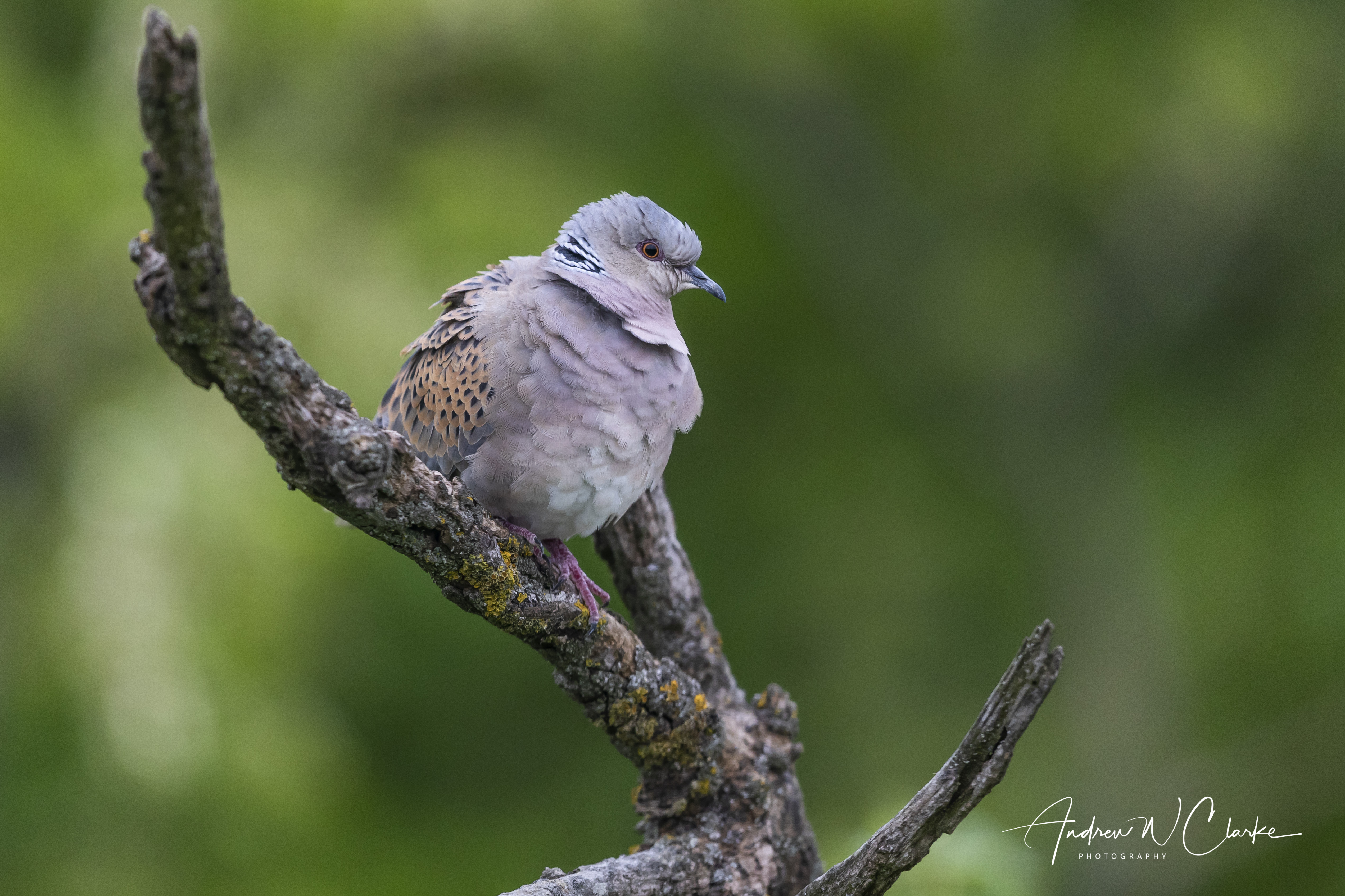 European Turtle-Dove