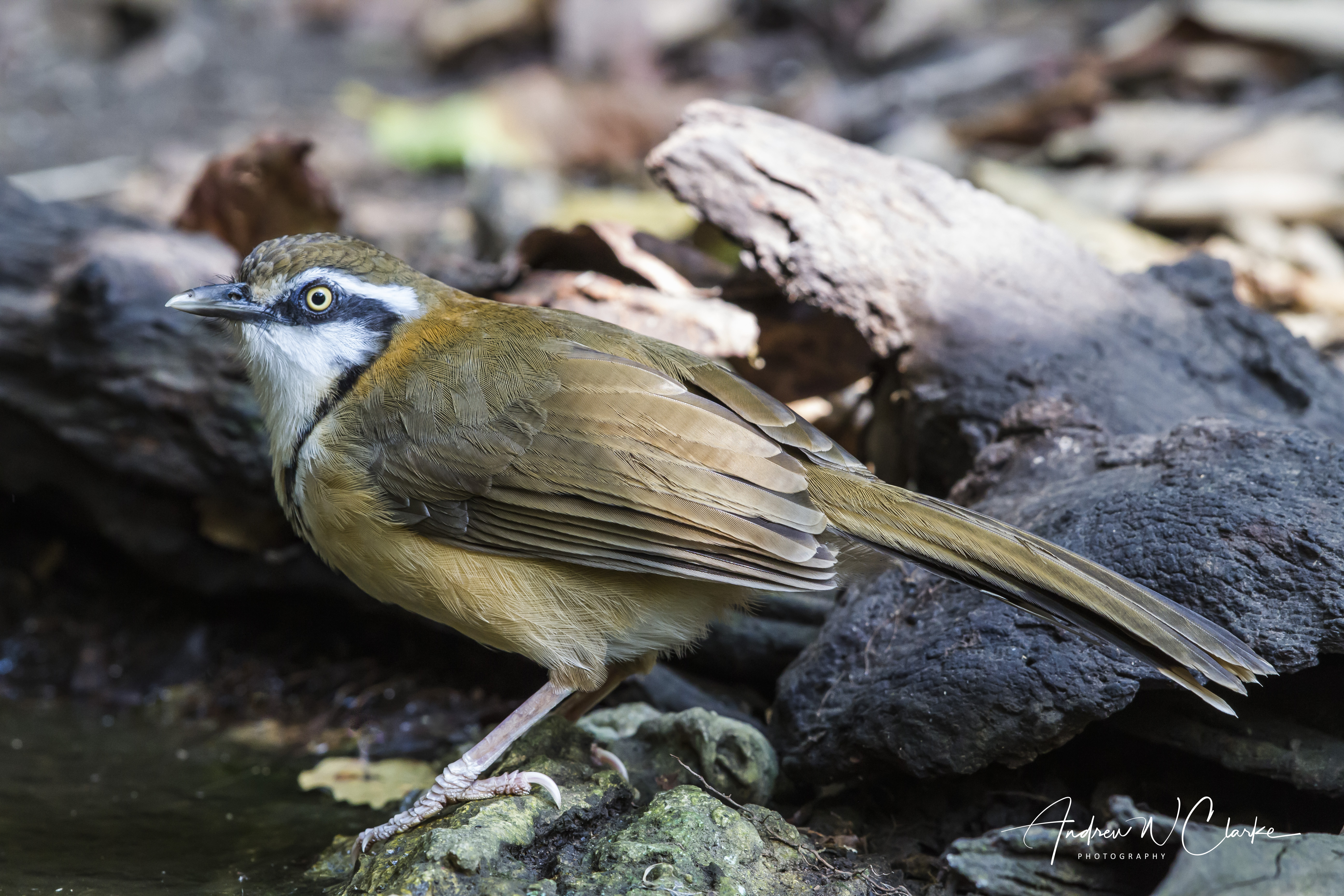 Lesser Necklaced Laughingthrush