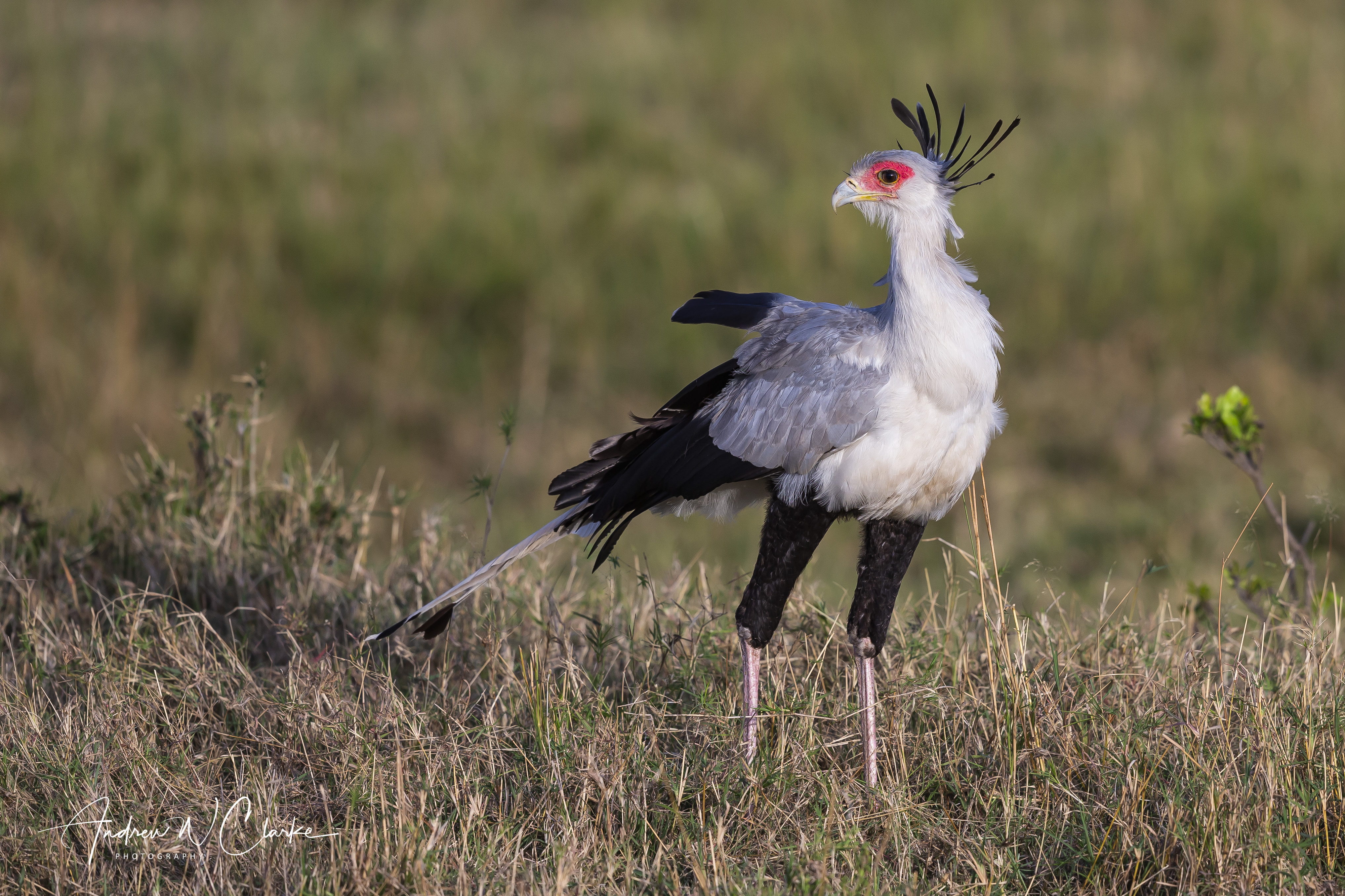 Secretarybird