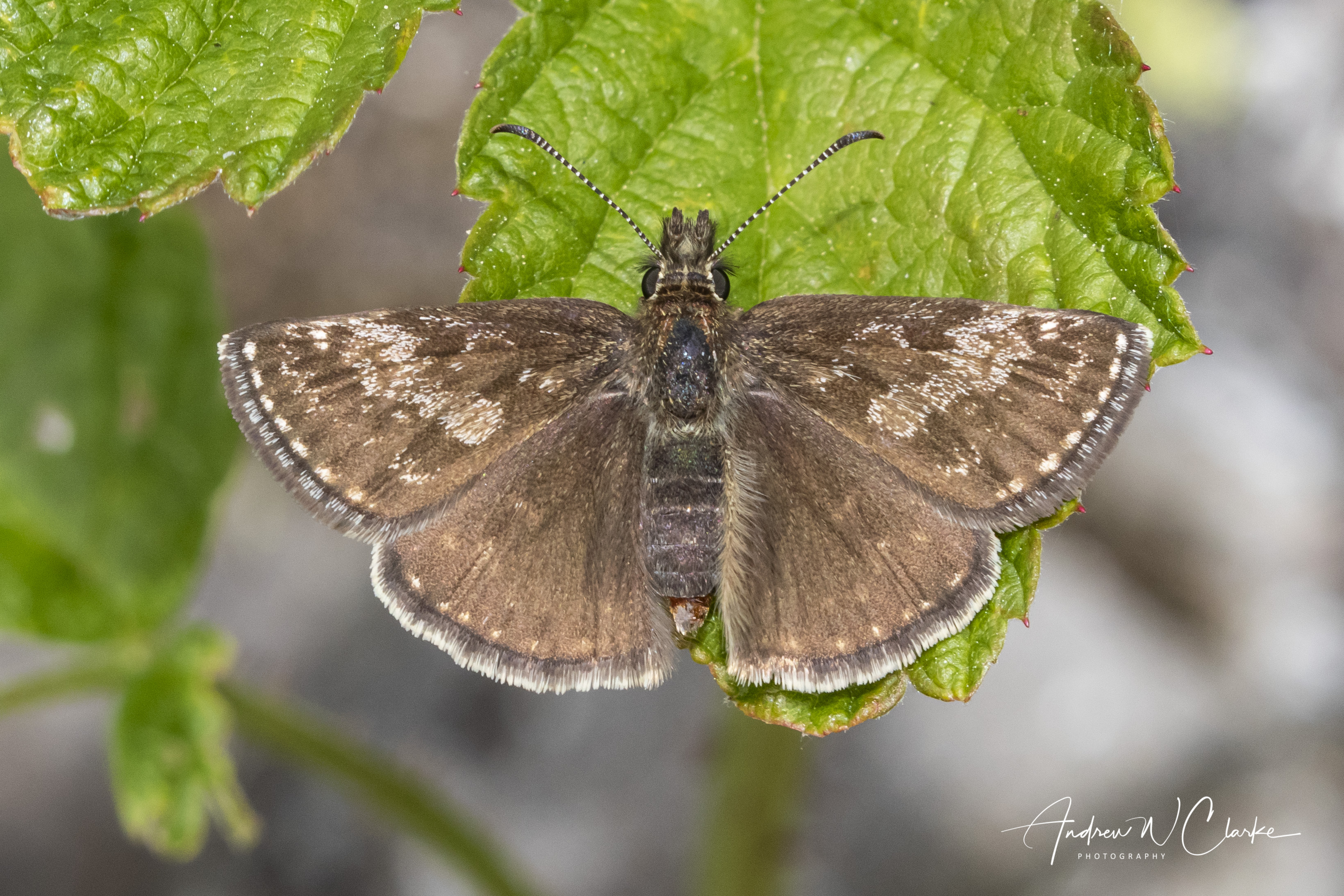 Dingy Skipper