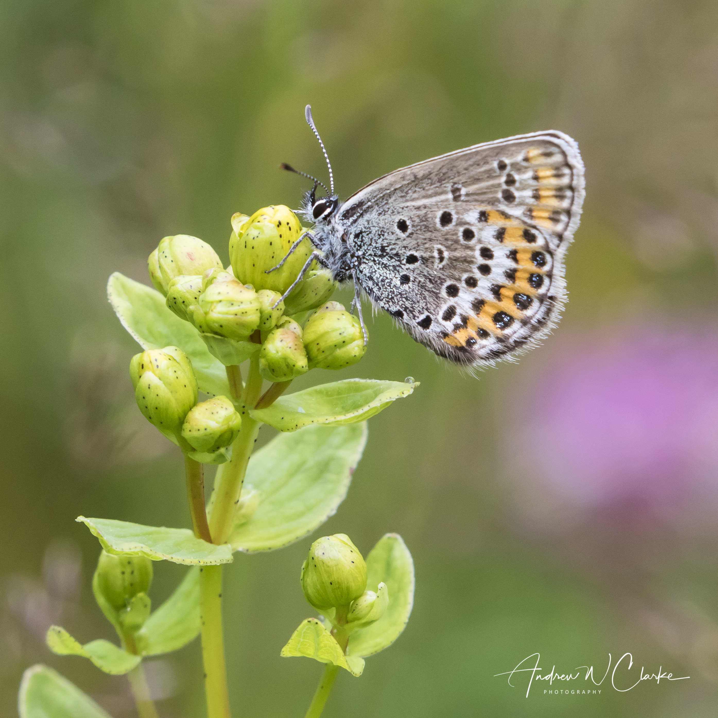 Silver-studed Blue