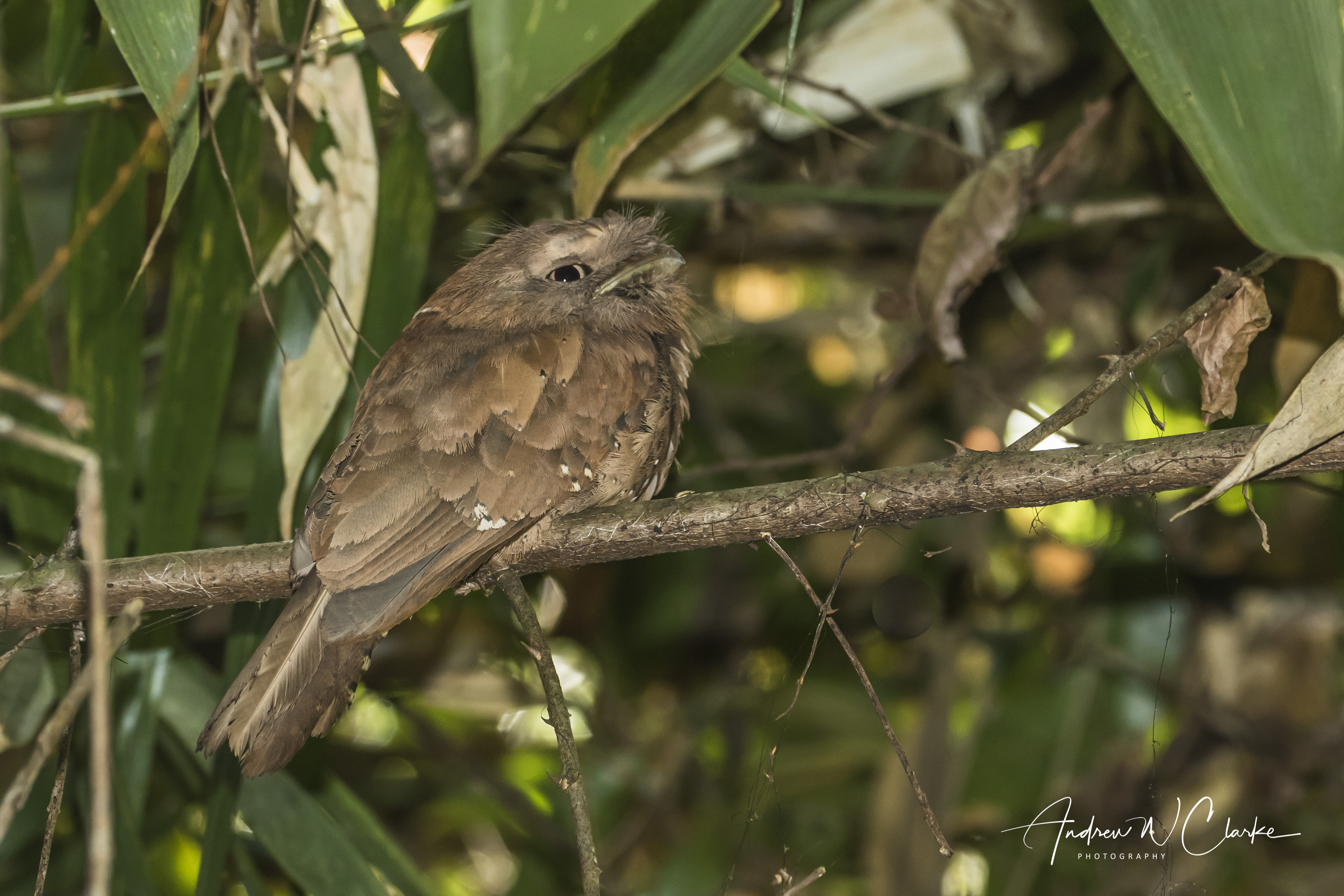 Sri Lanka Frogmouth