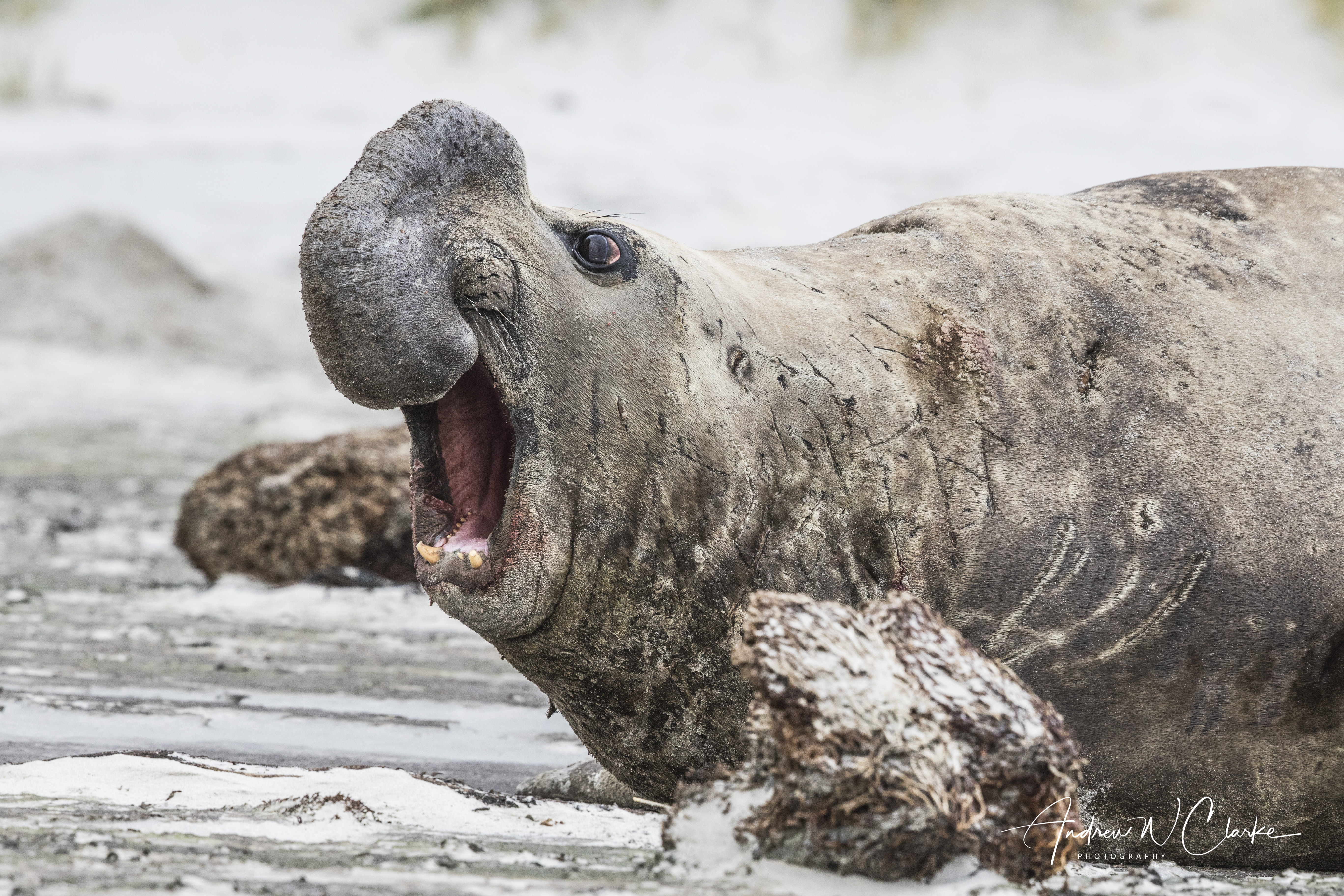 Southern Elephant Seal