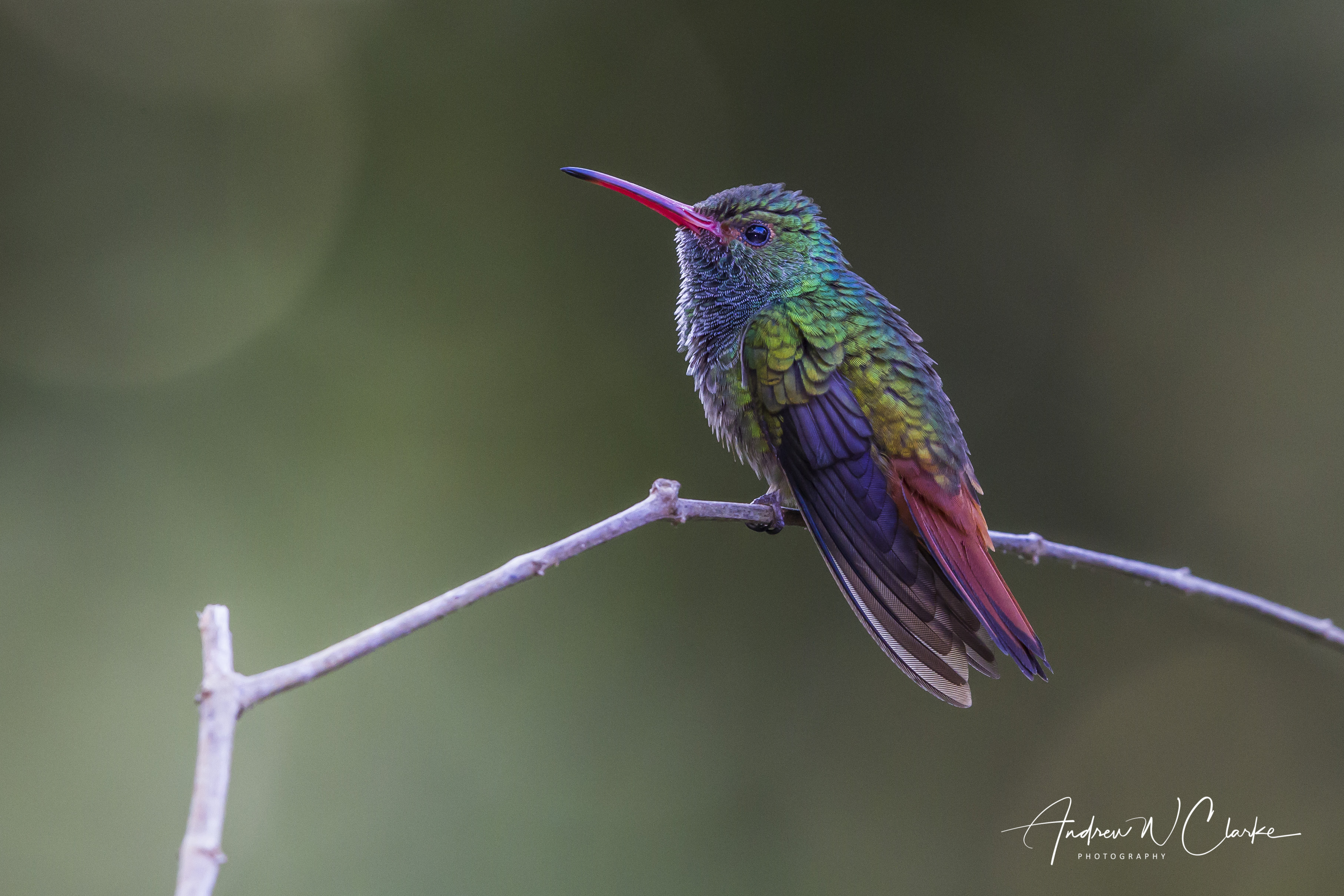 Rufous-tailed Hummingbird