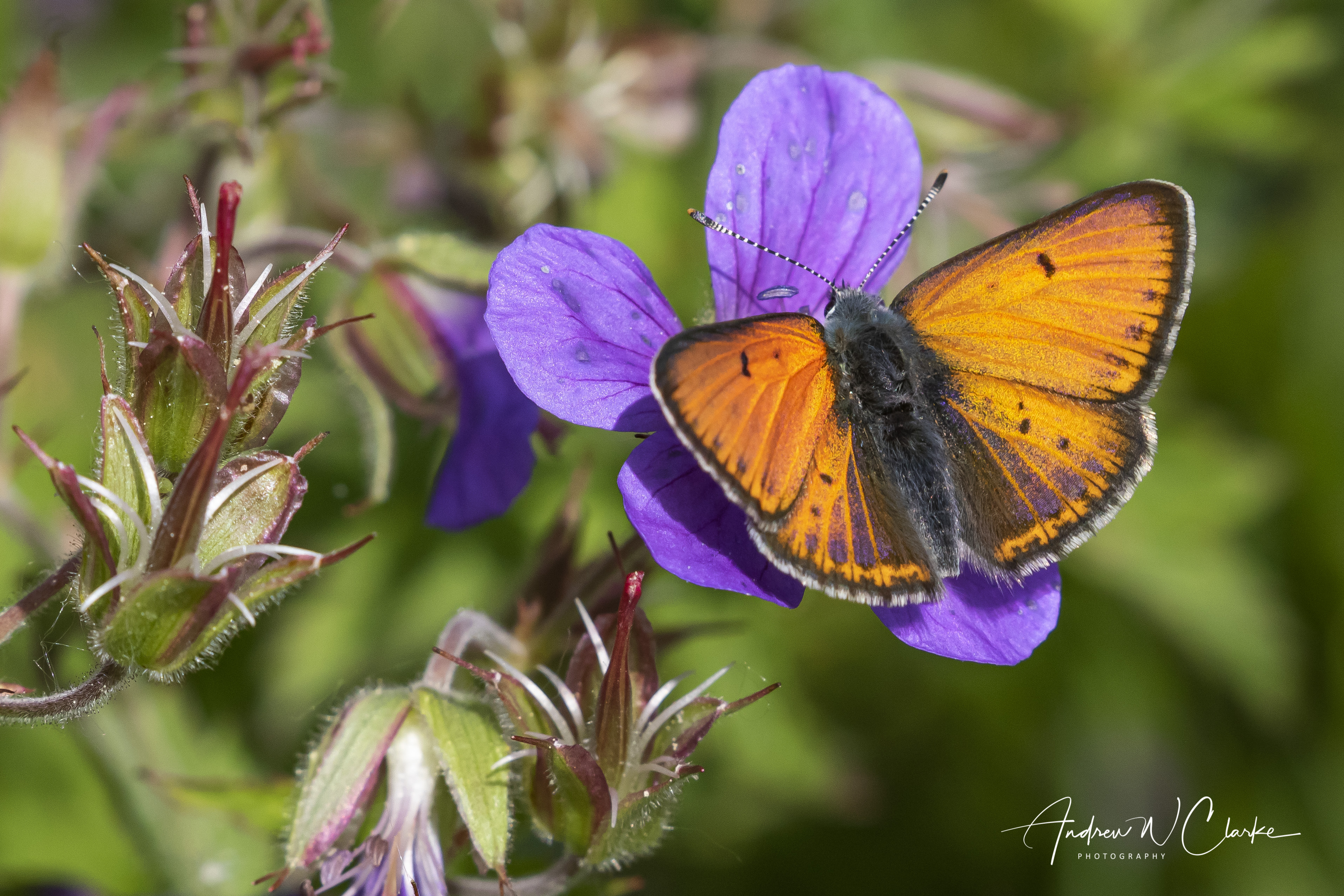 Purple-edged Copper