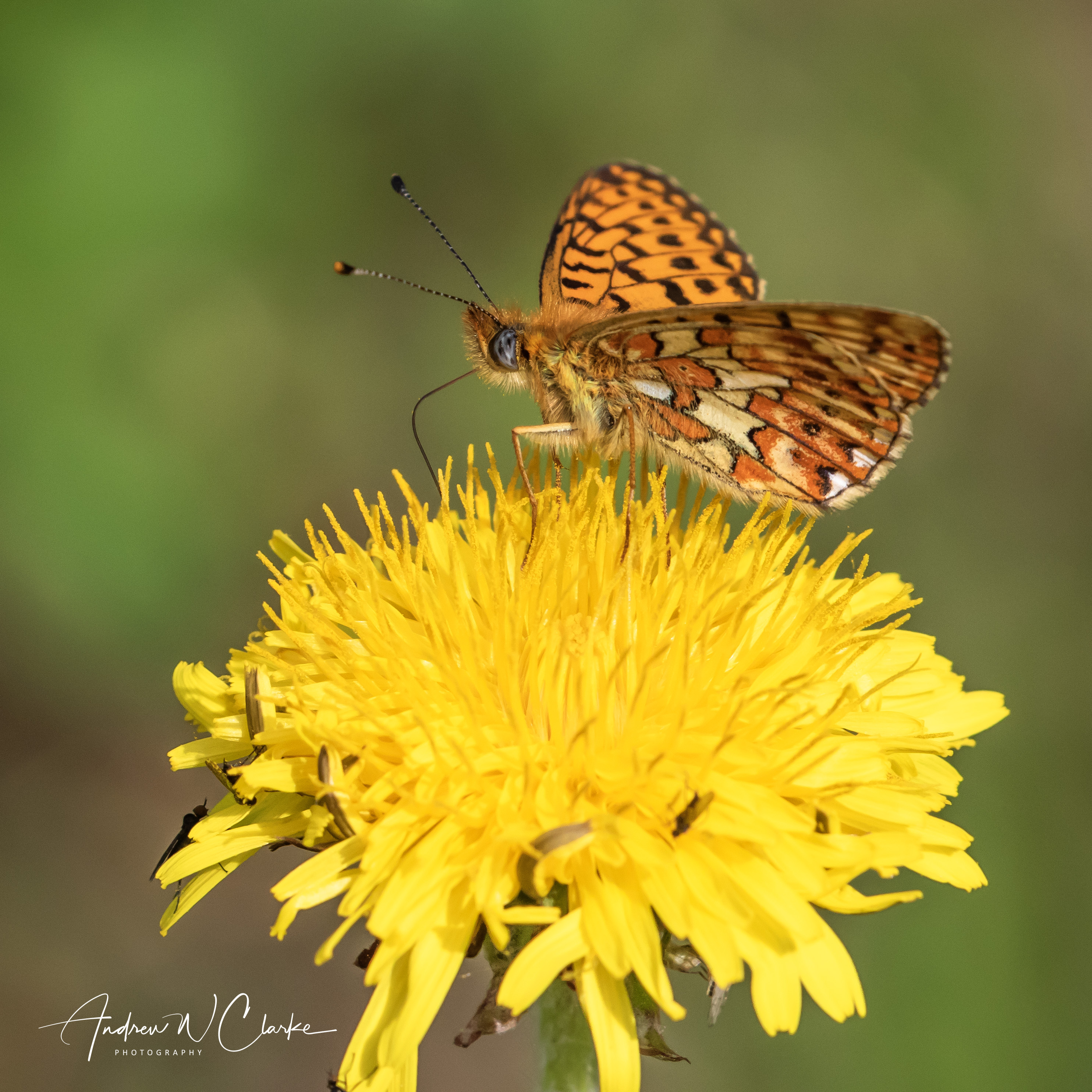 Pearl-bordered Fritillary