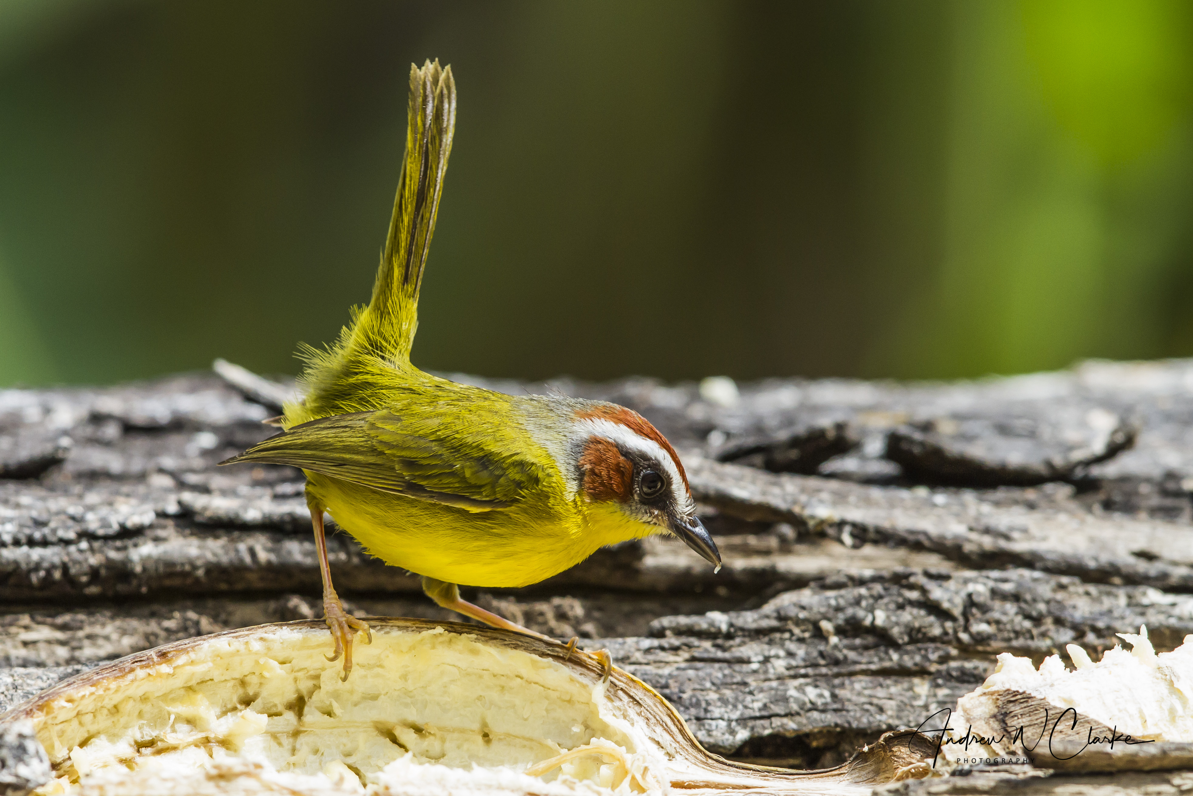 Rufous-capped Warbler