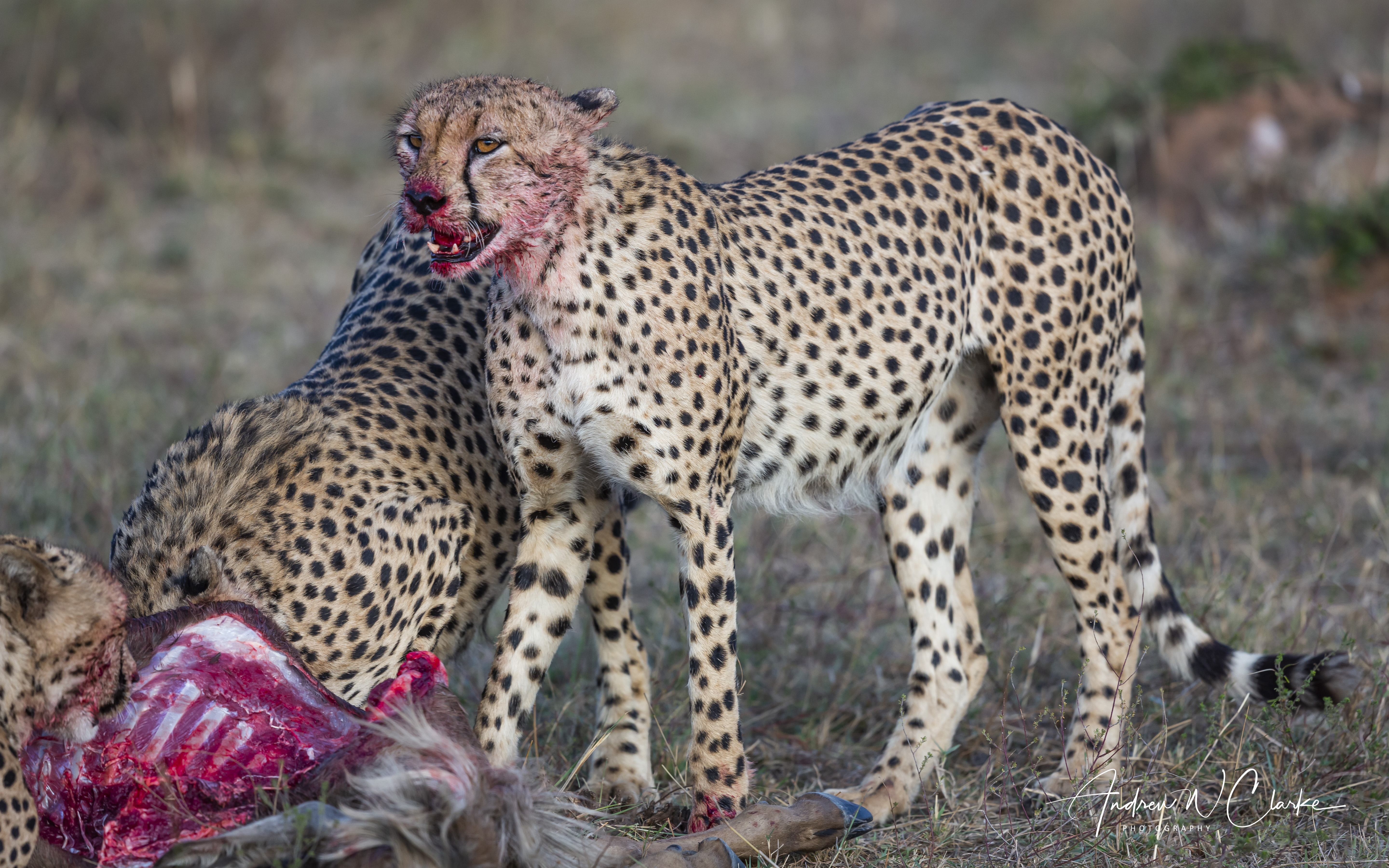 Cheetah