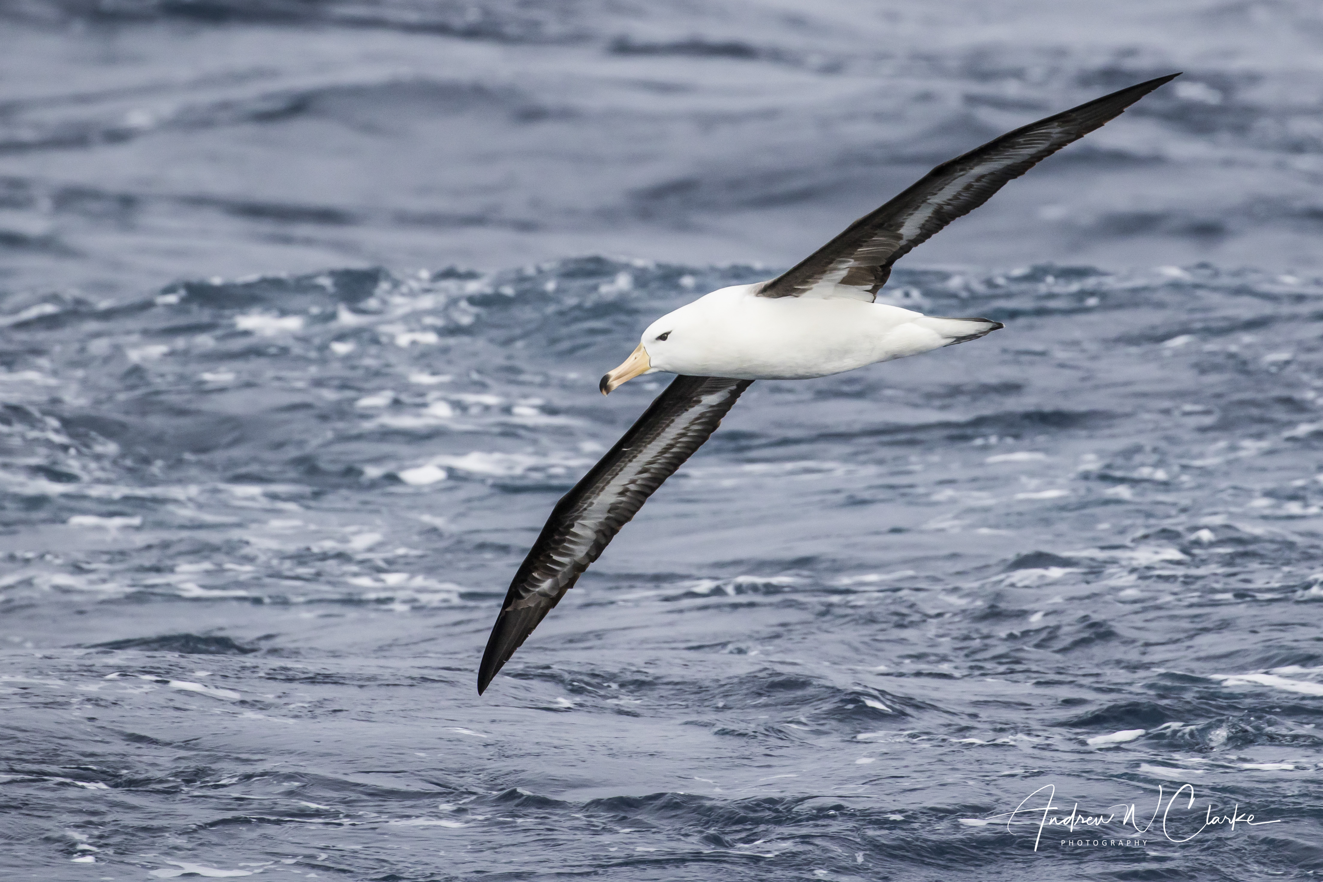 Black-browed Albatross
