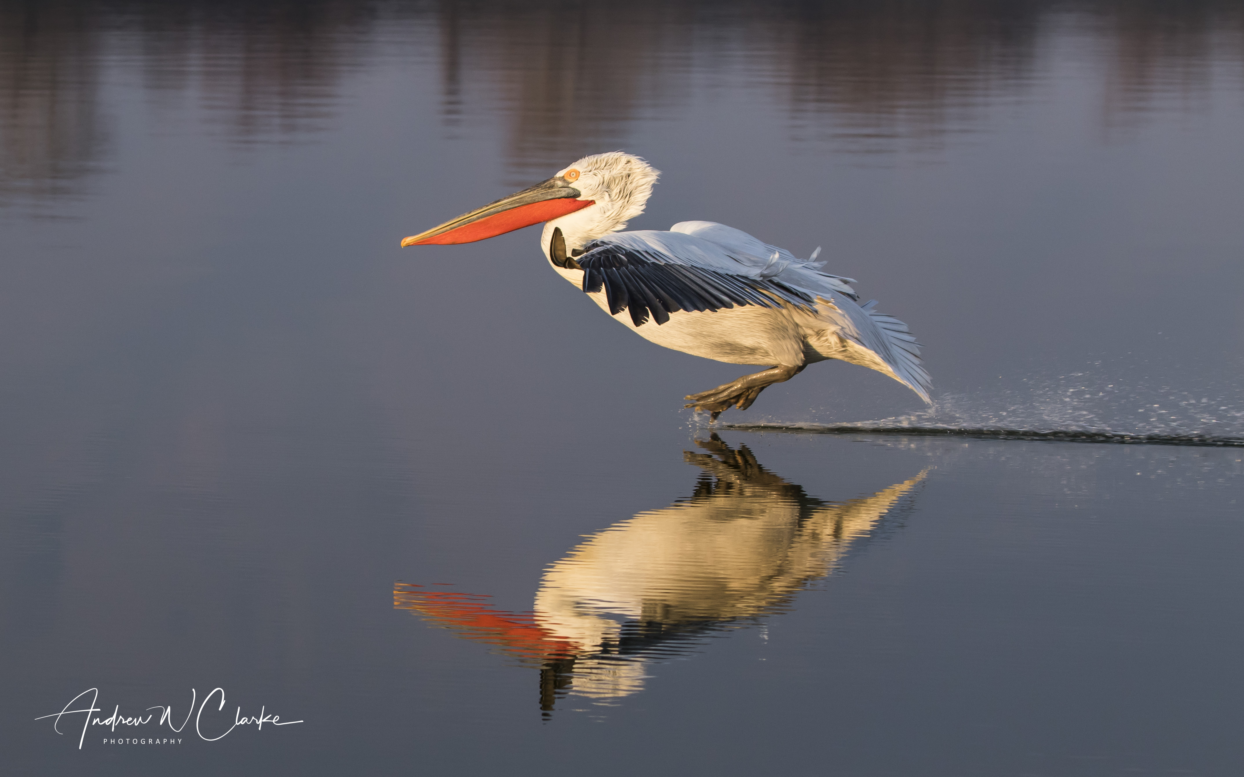 Dalmatian Pelican