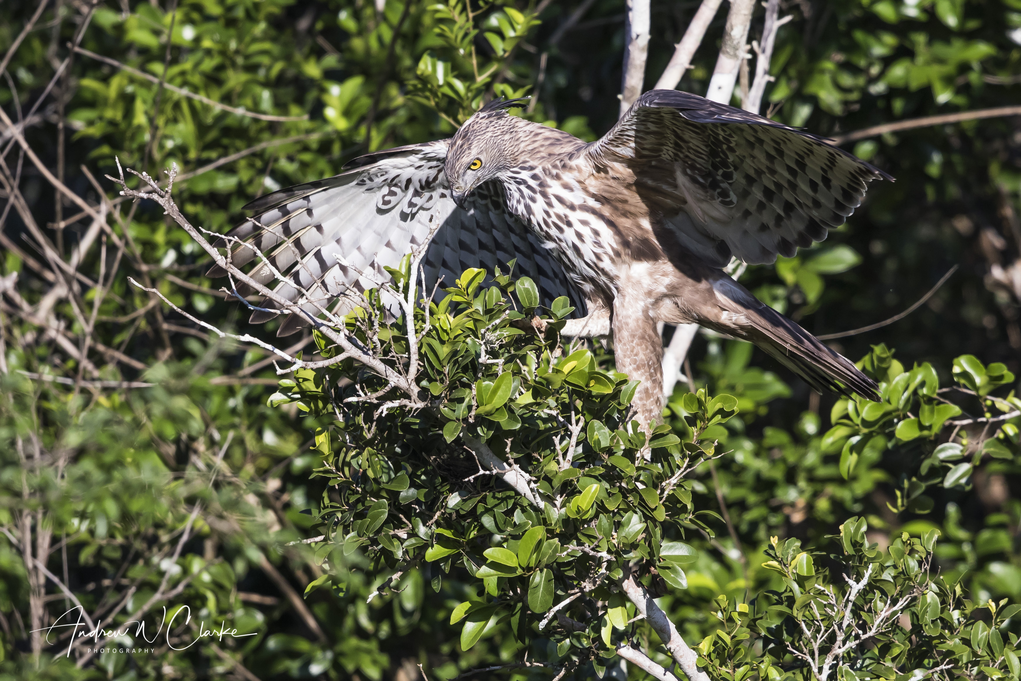 Crested Hawk-Eagle