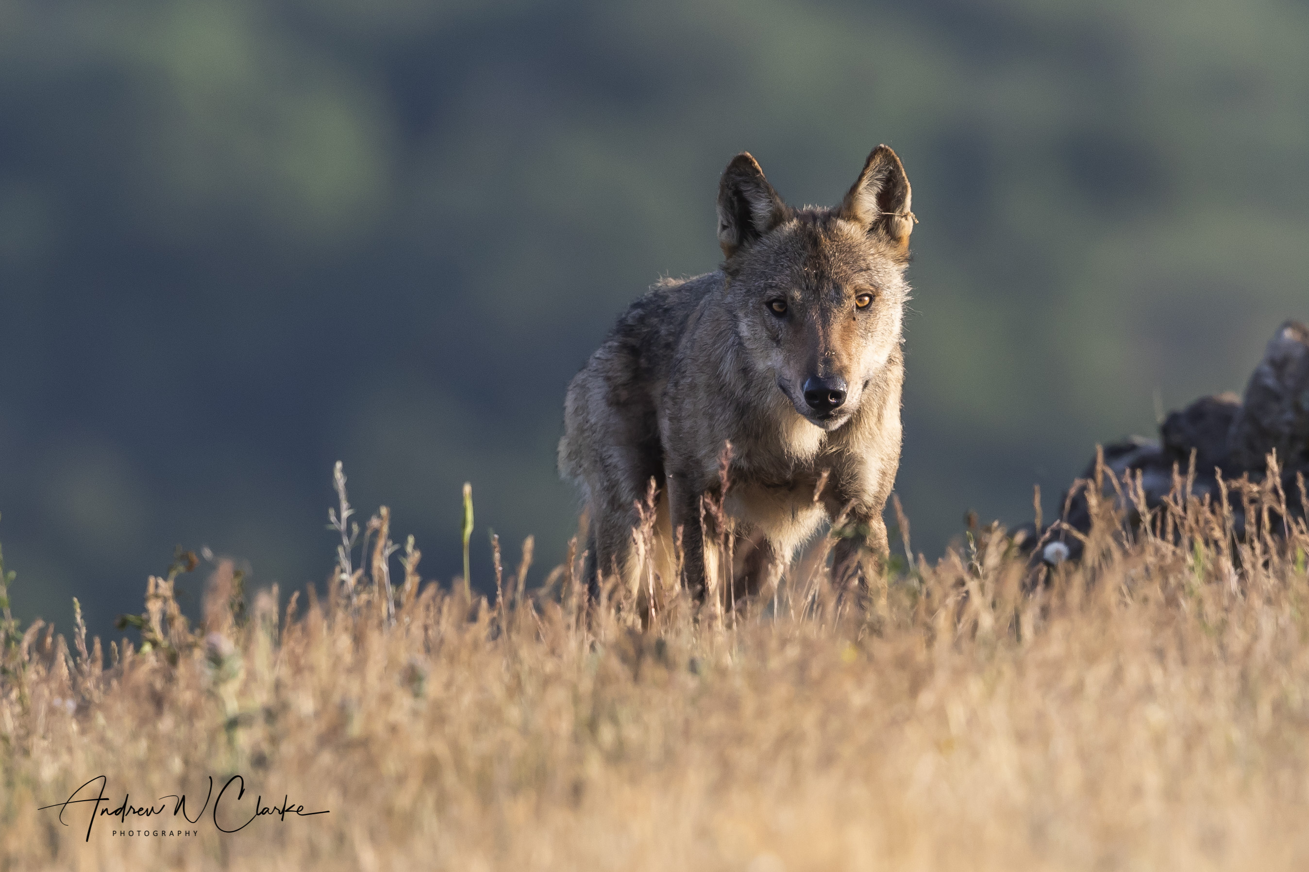 Gray Wolf