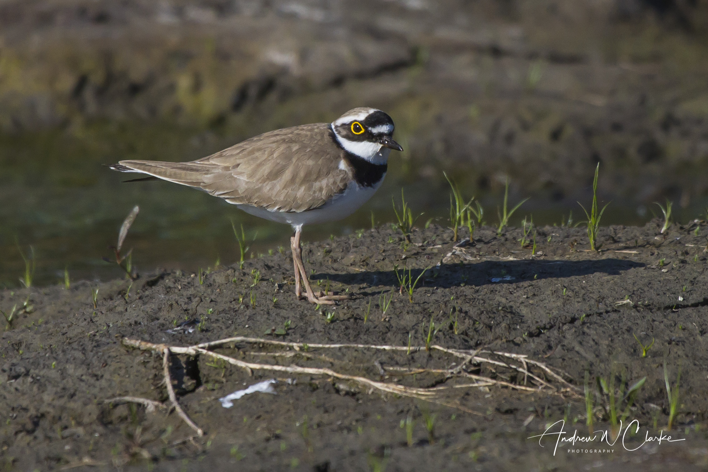 Little Ringed Plover / Dverglo