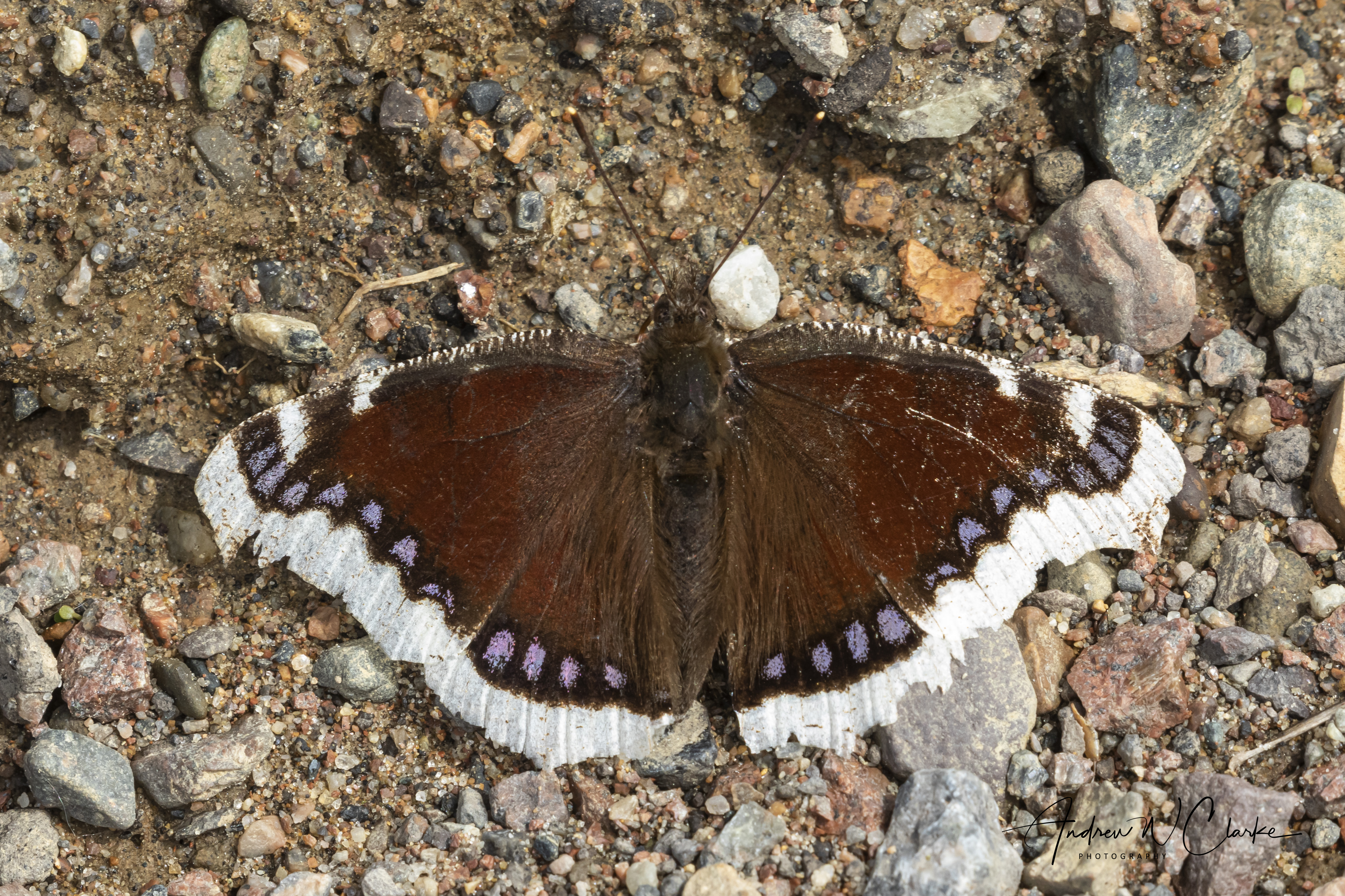Camberwell Beauty