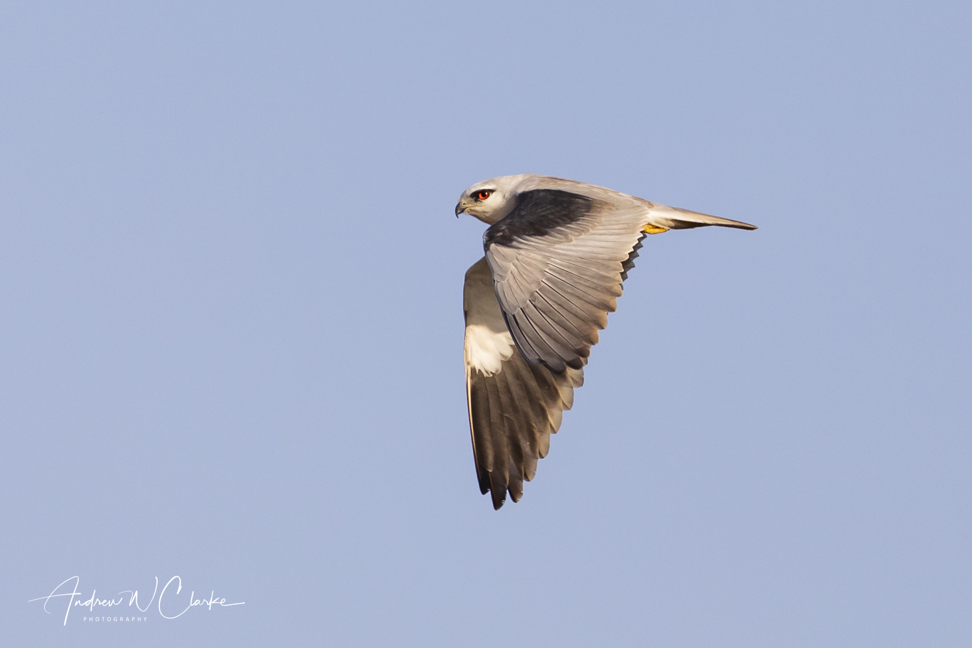 Black-winged Kite
