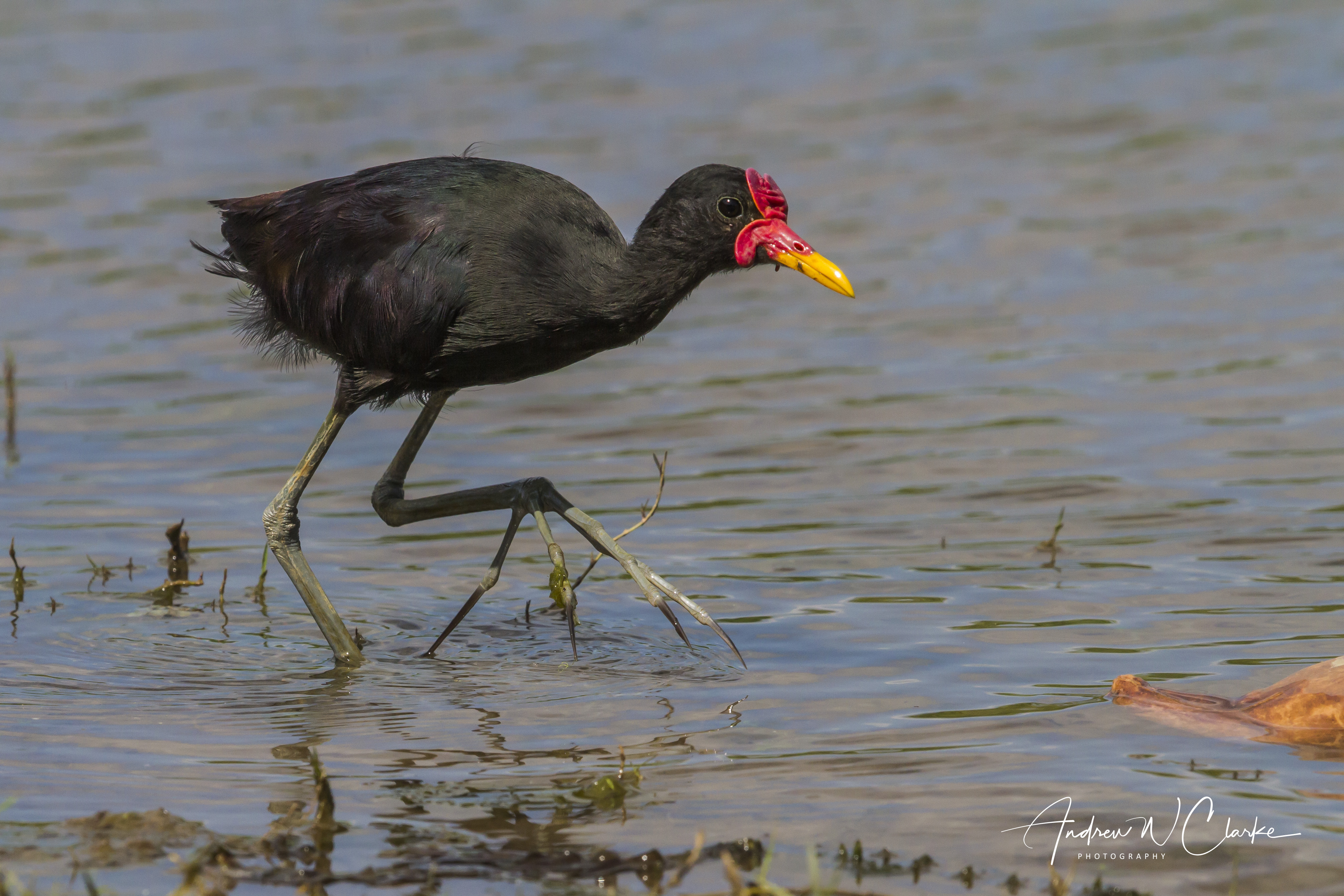 Wattled Jacana