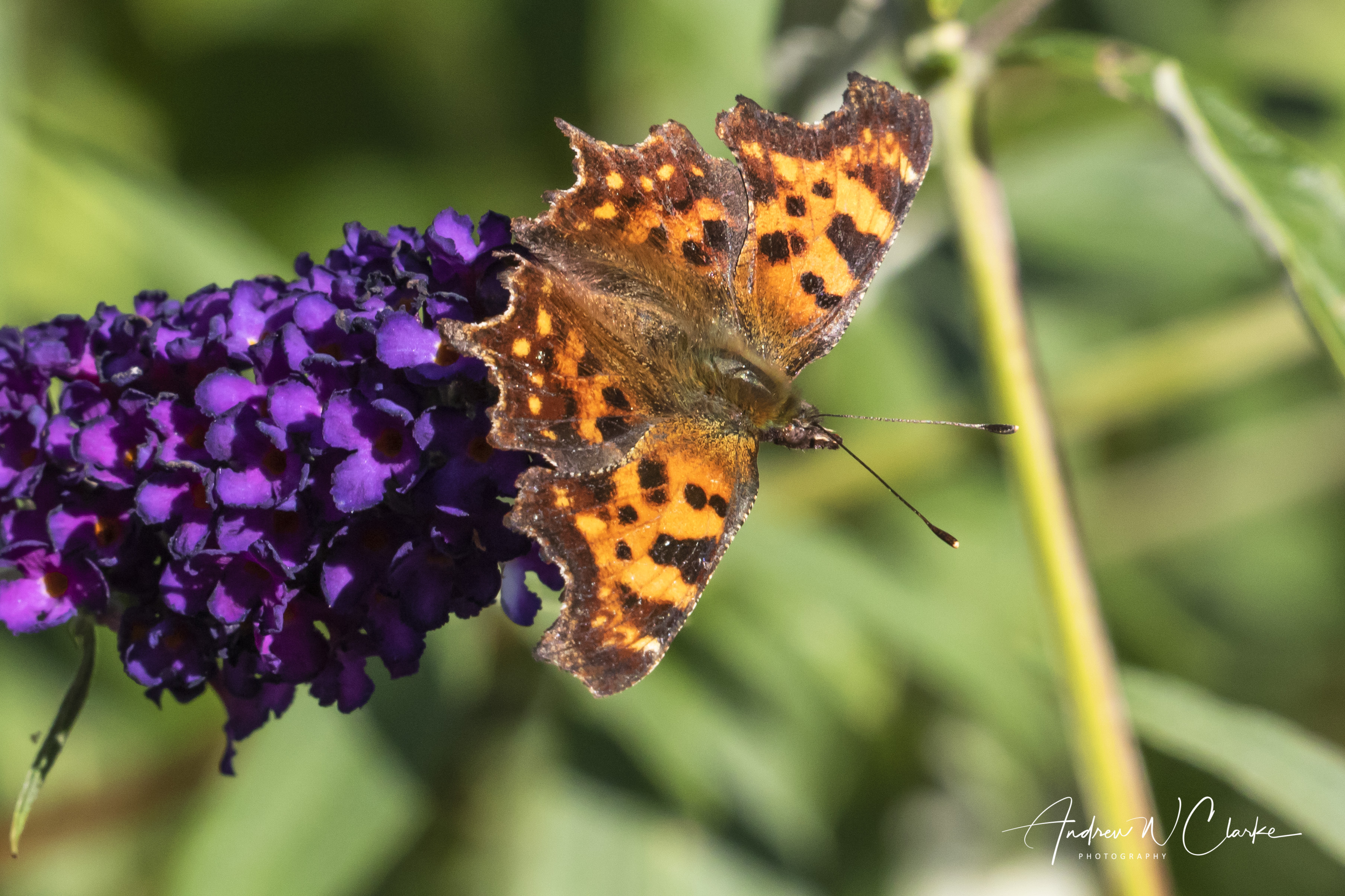 Comma